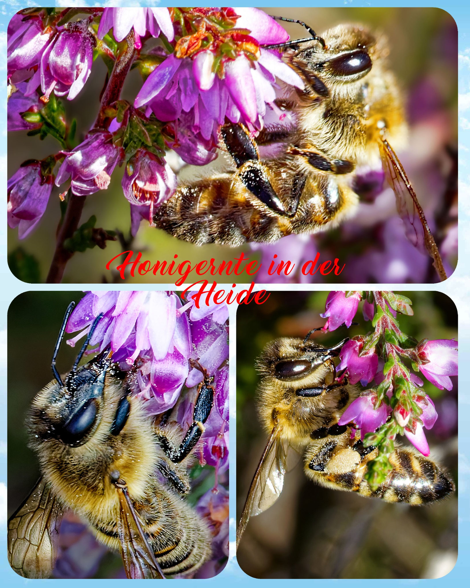 Honigernte in der Heide - Foto: Adolf Dobslaff