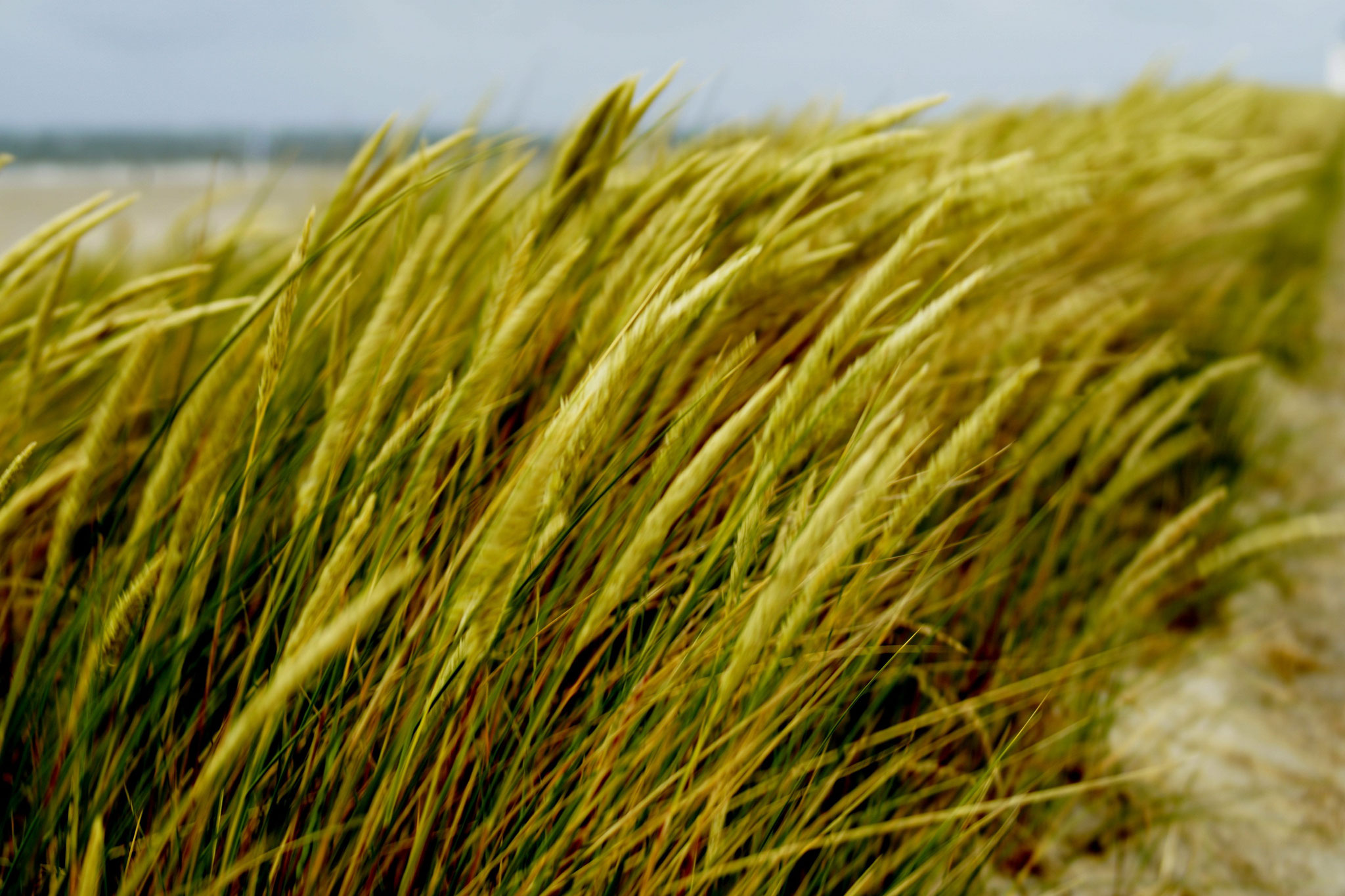 Strandhafer - Ort: Norderney - Foto: Willi Heinsohn