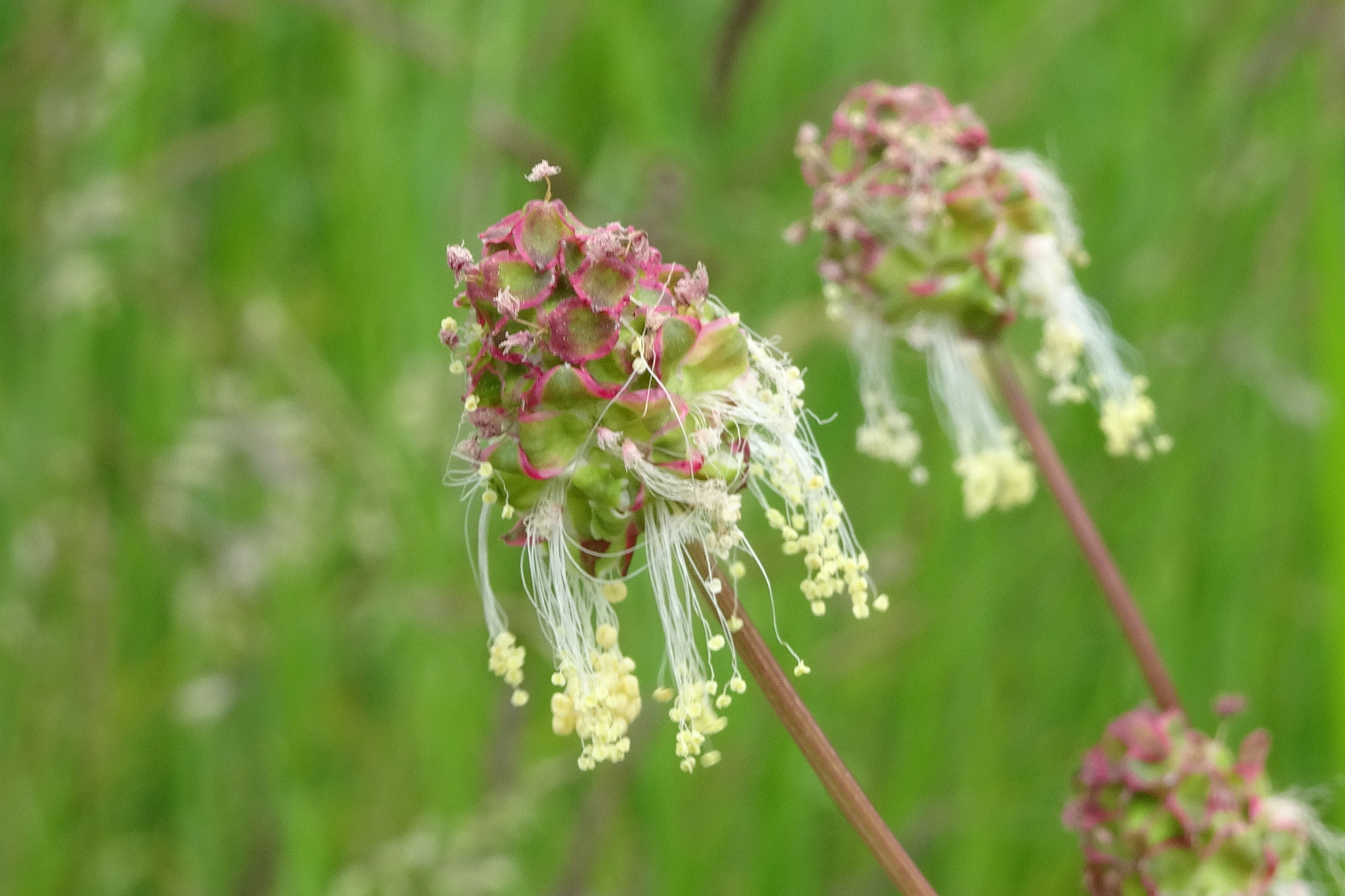 34 Kleiner Wiesenknopf - Foto: Gesine Schwerdtfeger