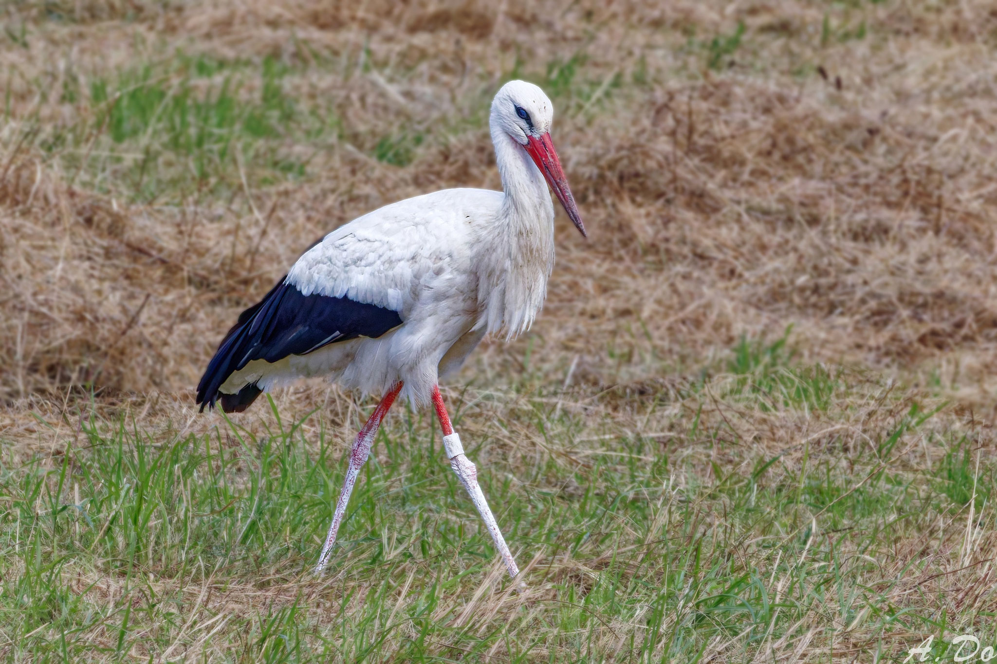 Storch vorm Afrikaflug - Ort: Boberger Wiesen - Foto: Adolf Dobslaff