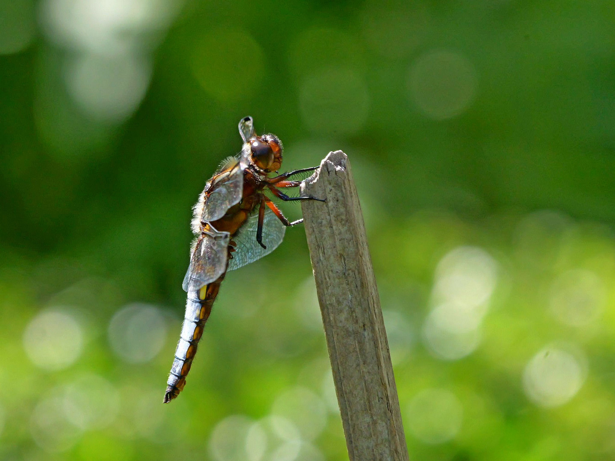 Plattbauchlibelle - Ort: Buchholz - Foto: Karl-Horst Fricke
