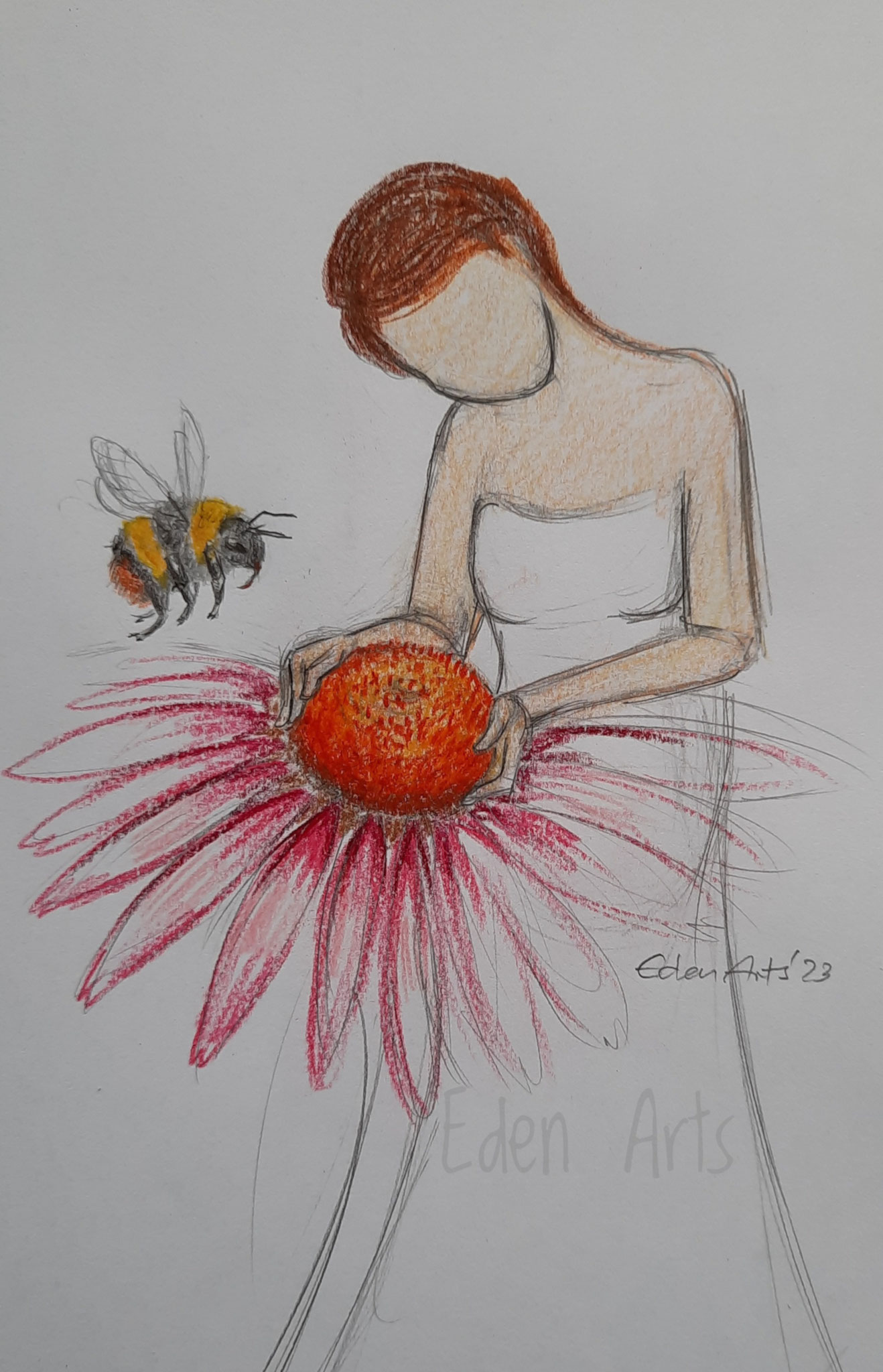 Echinacea - Juni 2023