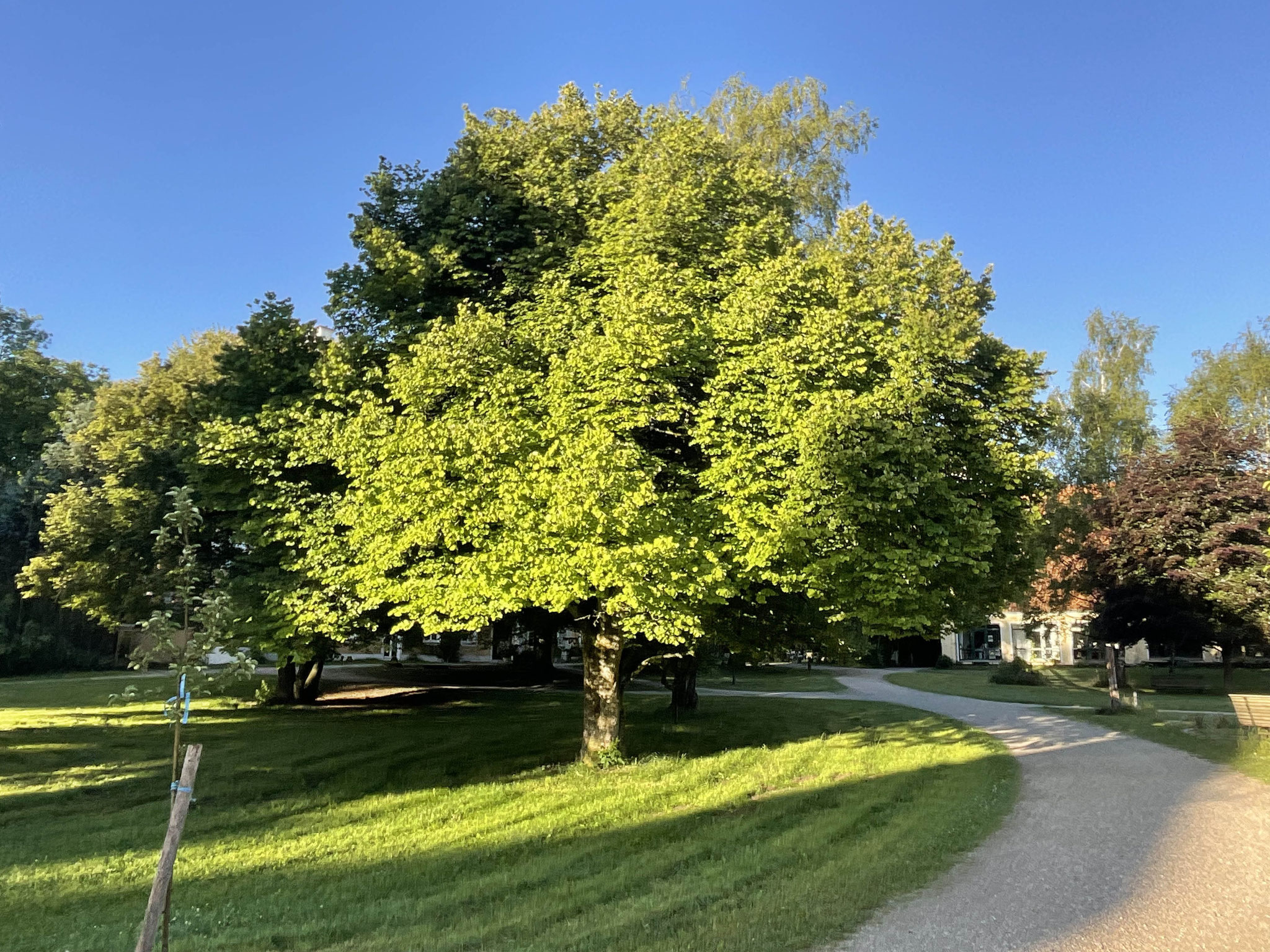 Natur auf dem Gelände des Schloss Bluemnthal