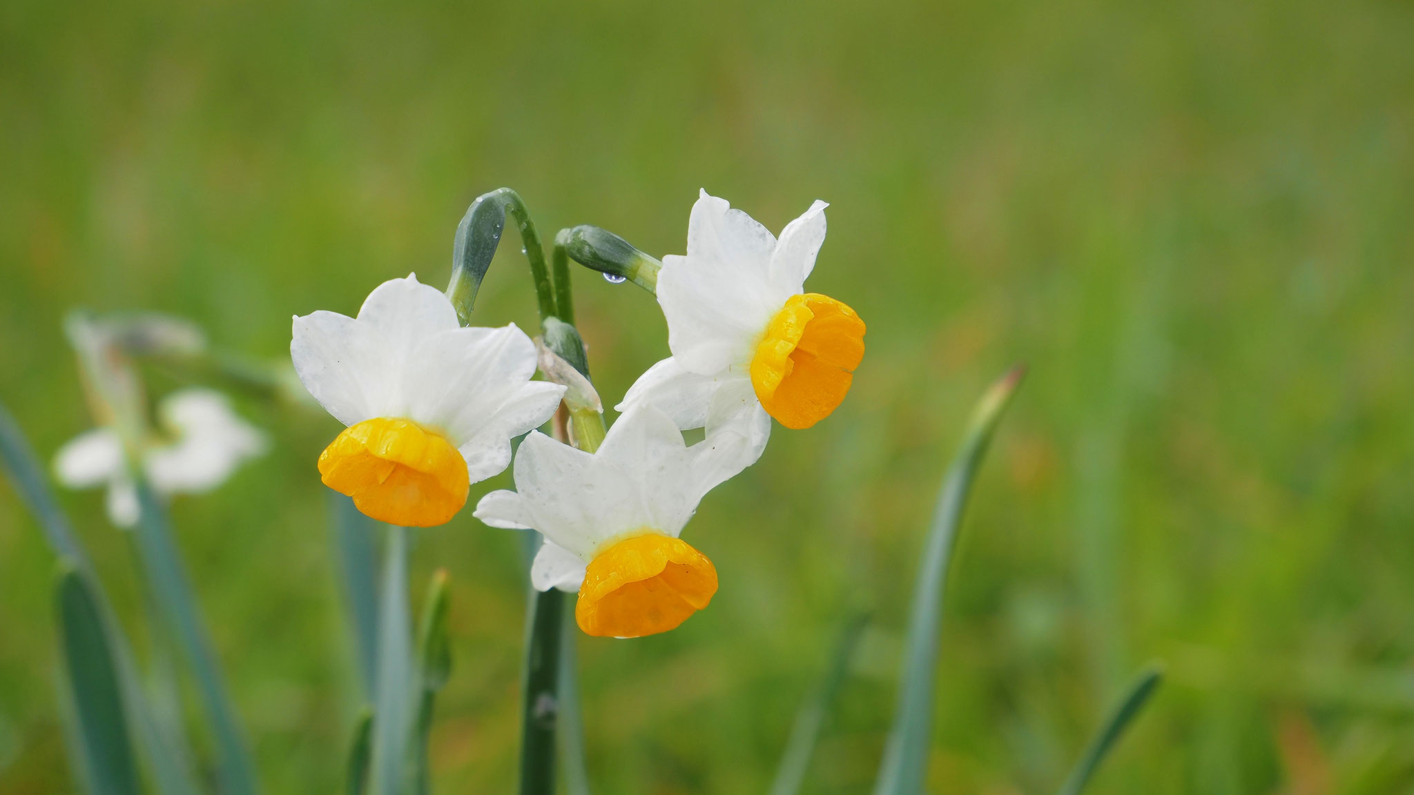 Narcissus tazetta, Bukett-Narzisse
