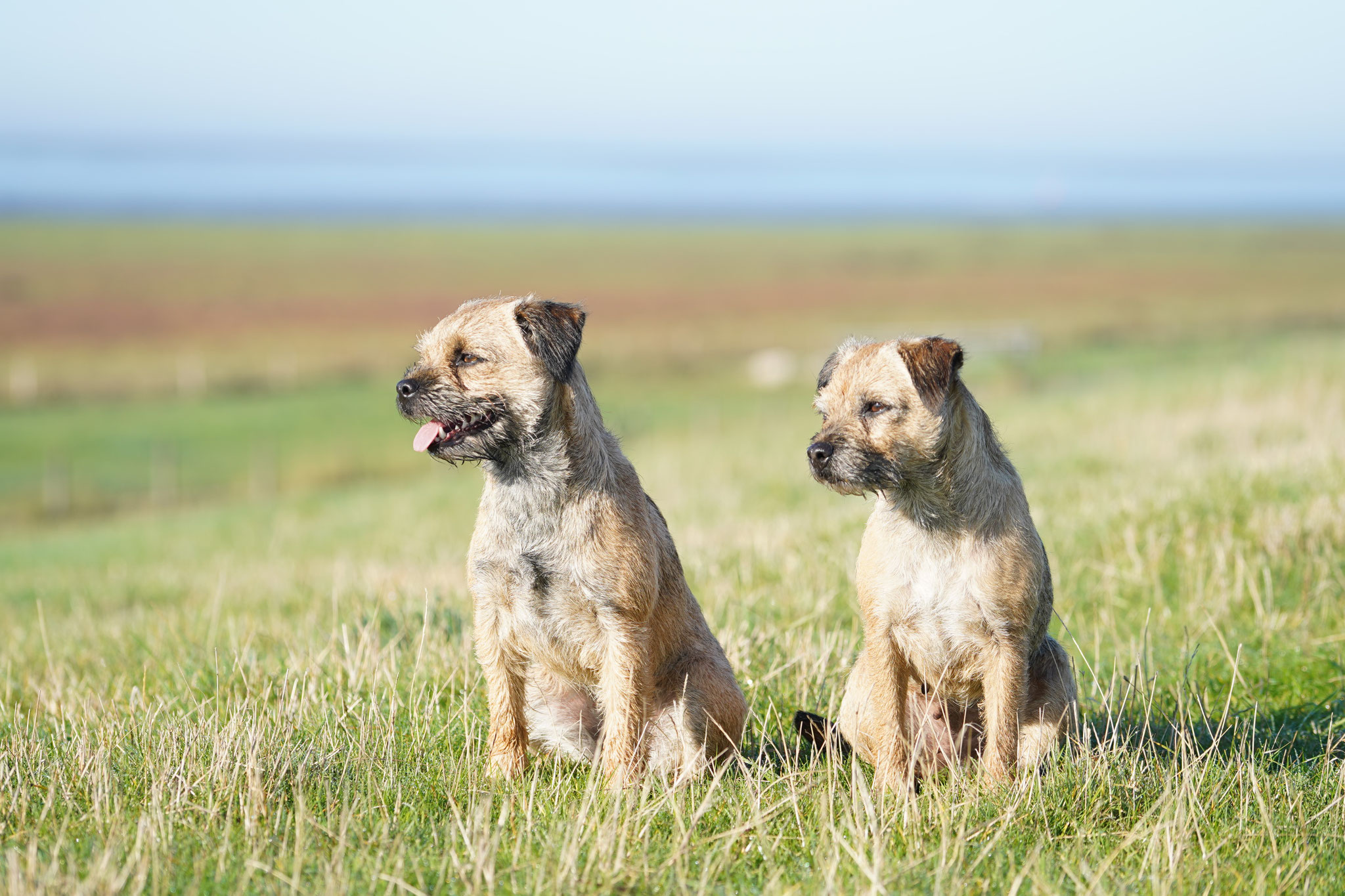 Border Terrier Aus Dem Munsterland Falke S Border Terrier