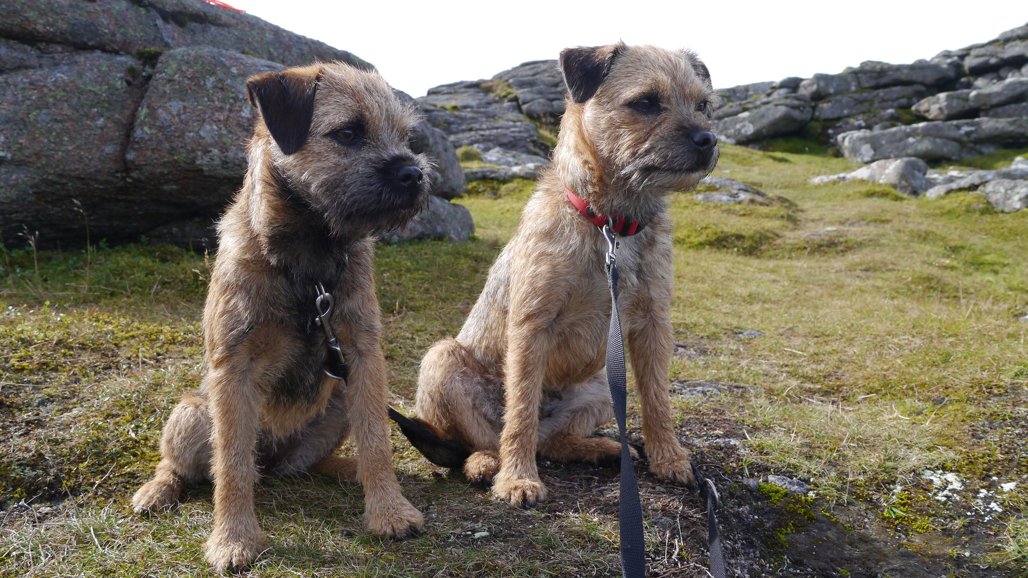Border Terrier Aus Dem Munsterland Falke S Border Terrier