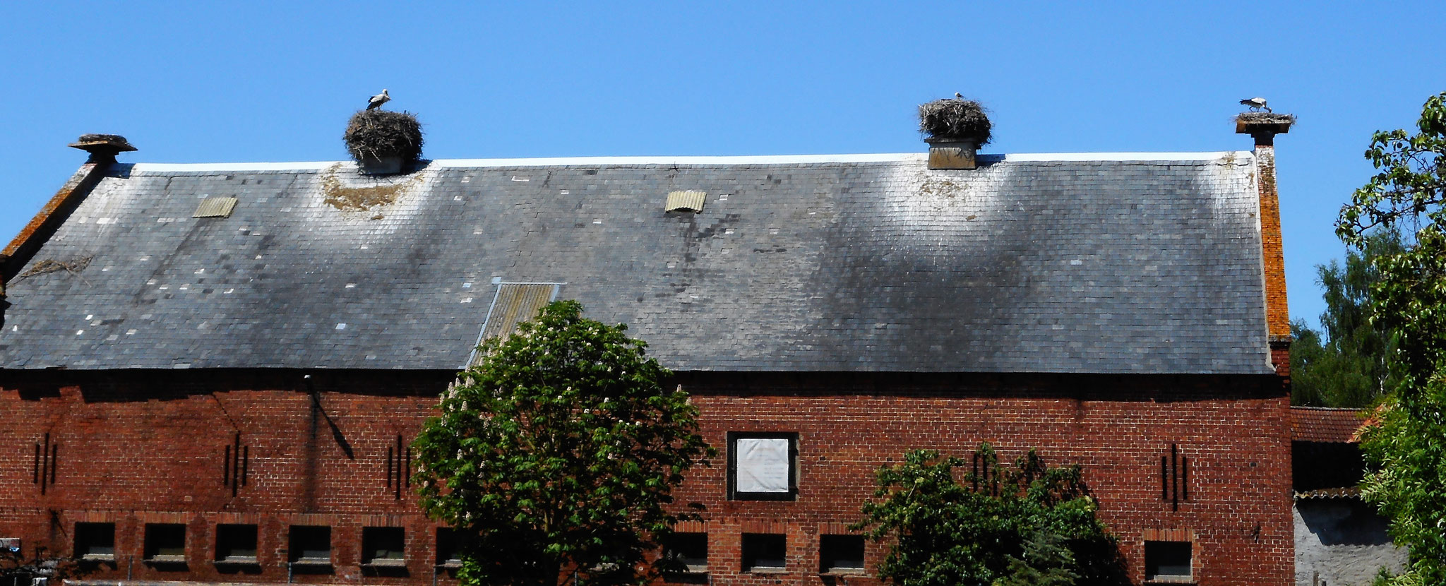 Die Hofstelle in der Ortsmitte mit vier Niststellen