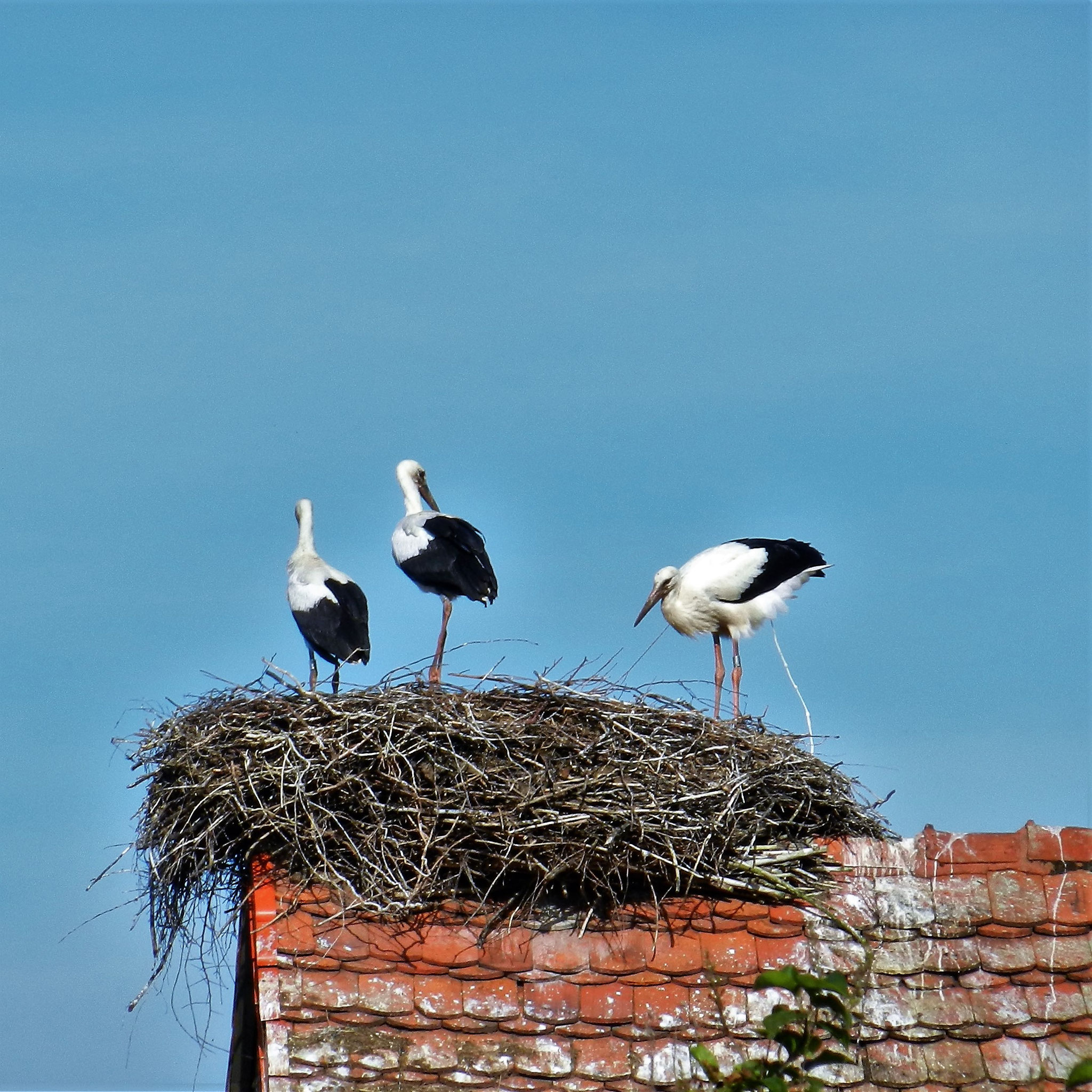 Störche wissen, wie sie ihr Nest sauber halten