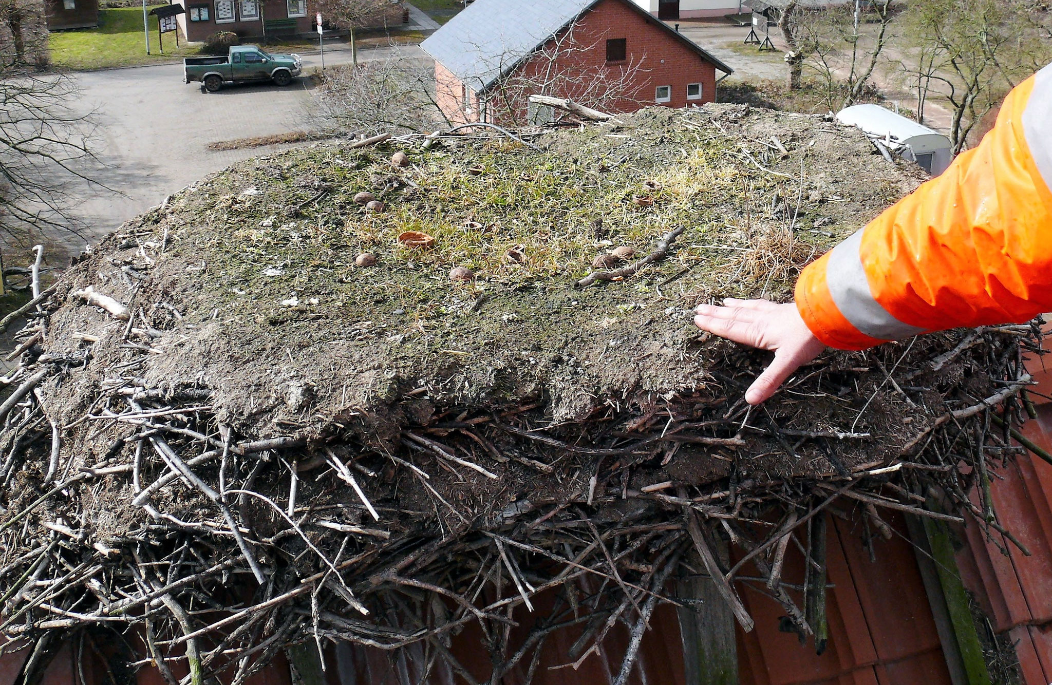 Der verdichtete Boden eines Storchennestes kann zu Problemen beim Abfluss von Regenwasser führen