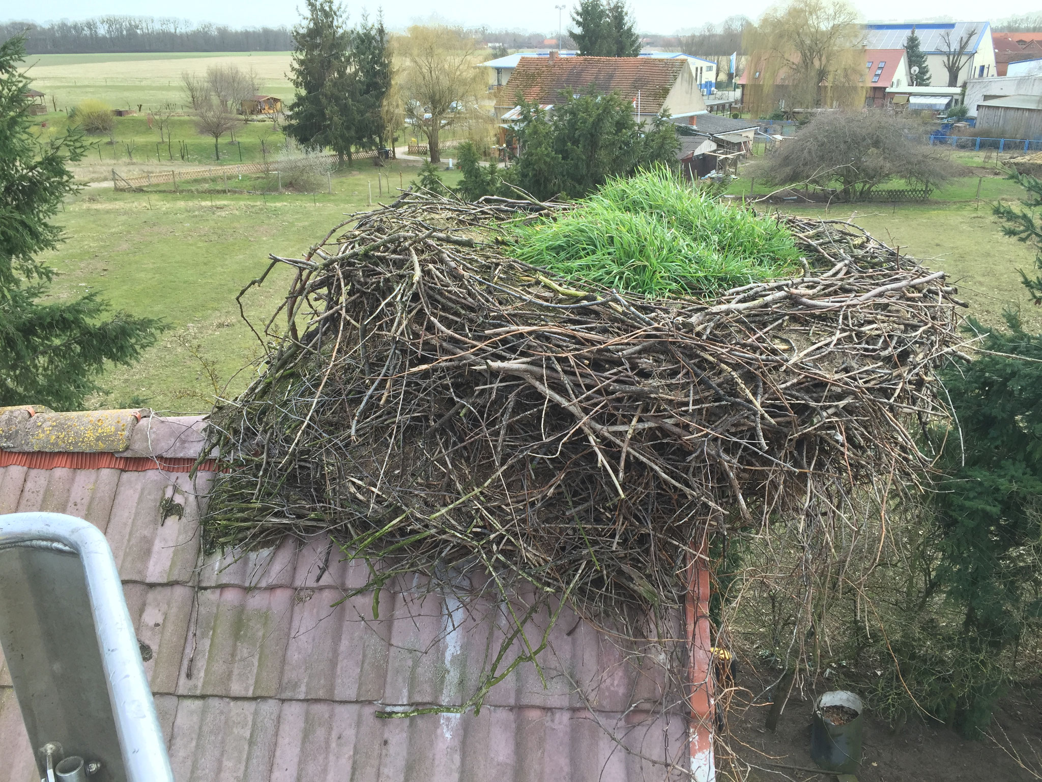 Ein Nest auf Buschvasen mit Wildbewuchs - VORHER. Hier ist deutlich sichtbar, dass Störche eine Tendenz haben, Nistmaterial gegen den Wind anzubauen und den Schwerpunkt ihres Nestes entsprechend auszurichten.
