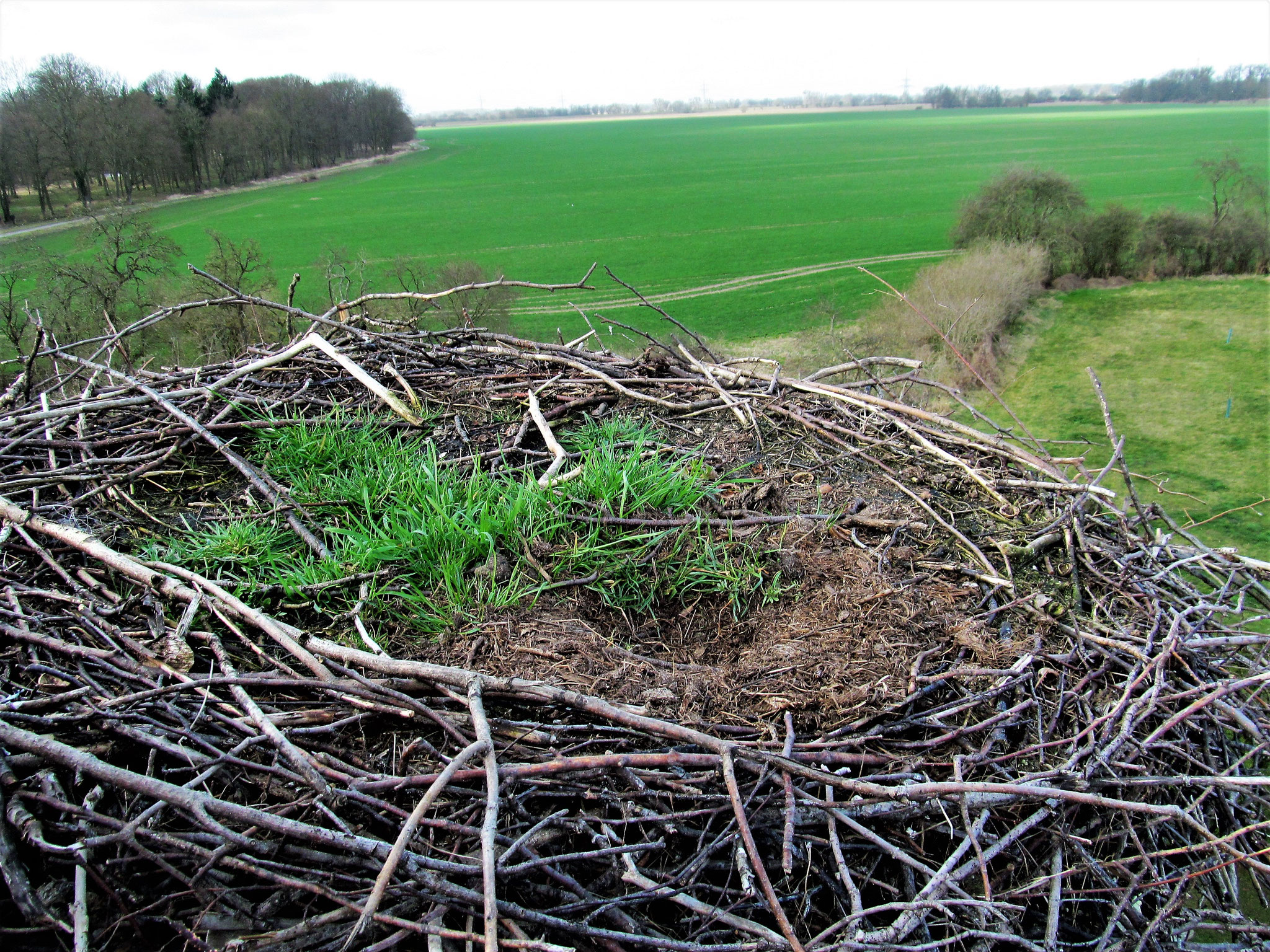 Im Winter macht sich in den Nestern allerhand Wildwuchs breit