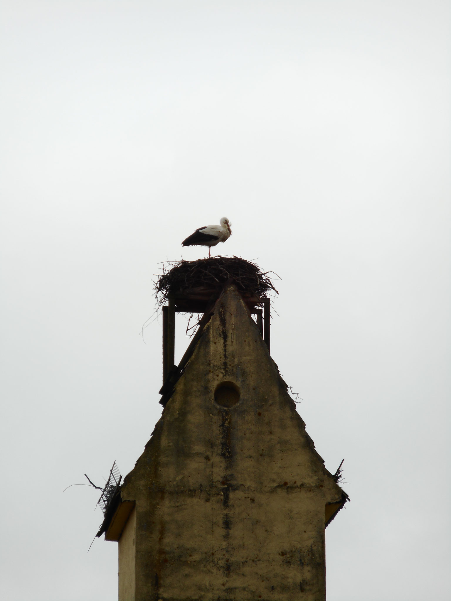 Nun ist auch ein zweites Nest in Rühstädt belegt, auf dem Trafoturm. Auch dieses Nest zählt, wie der Wasserturm, zu den Nistplätzen, die als erstes besetzt werden.