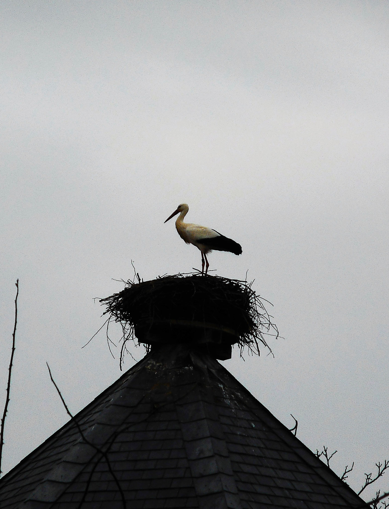Der Wasserturm-Storch