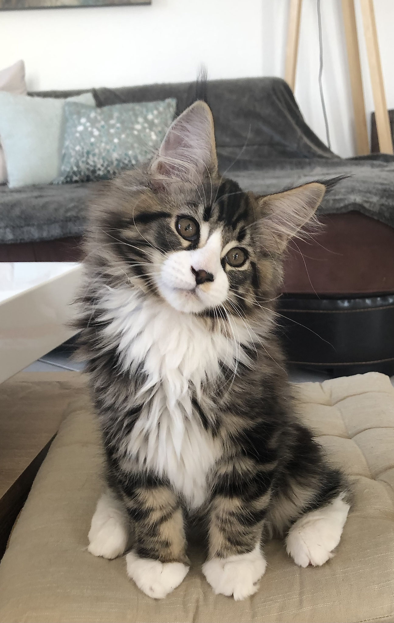 Nos bébés Elevage maine coon couguarscoon