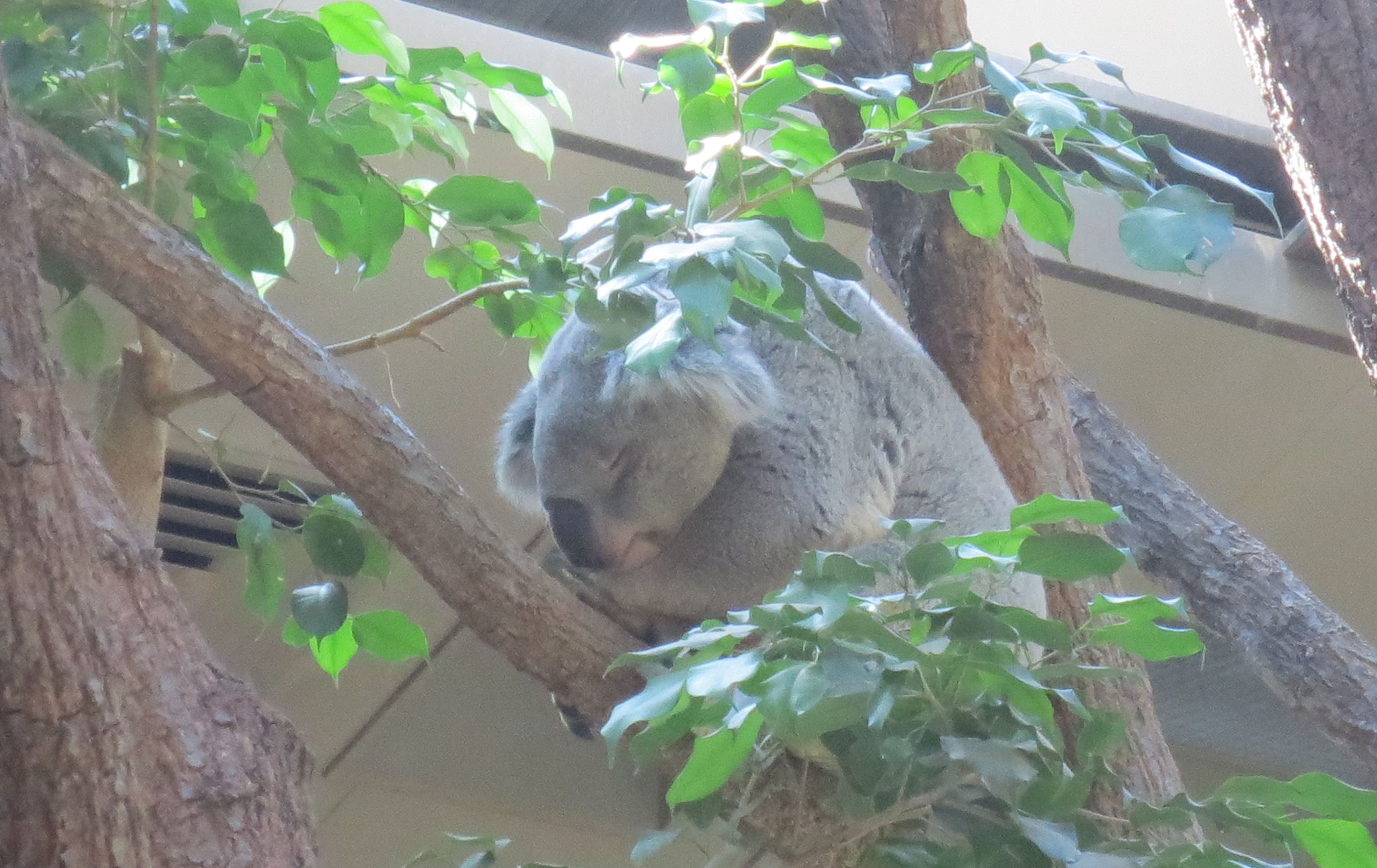 Koala　コアラ