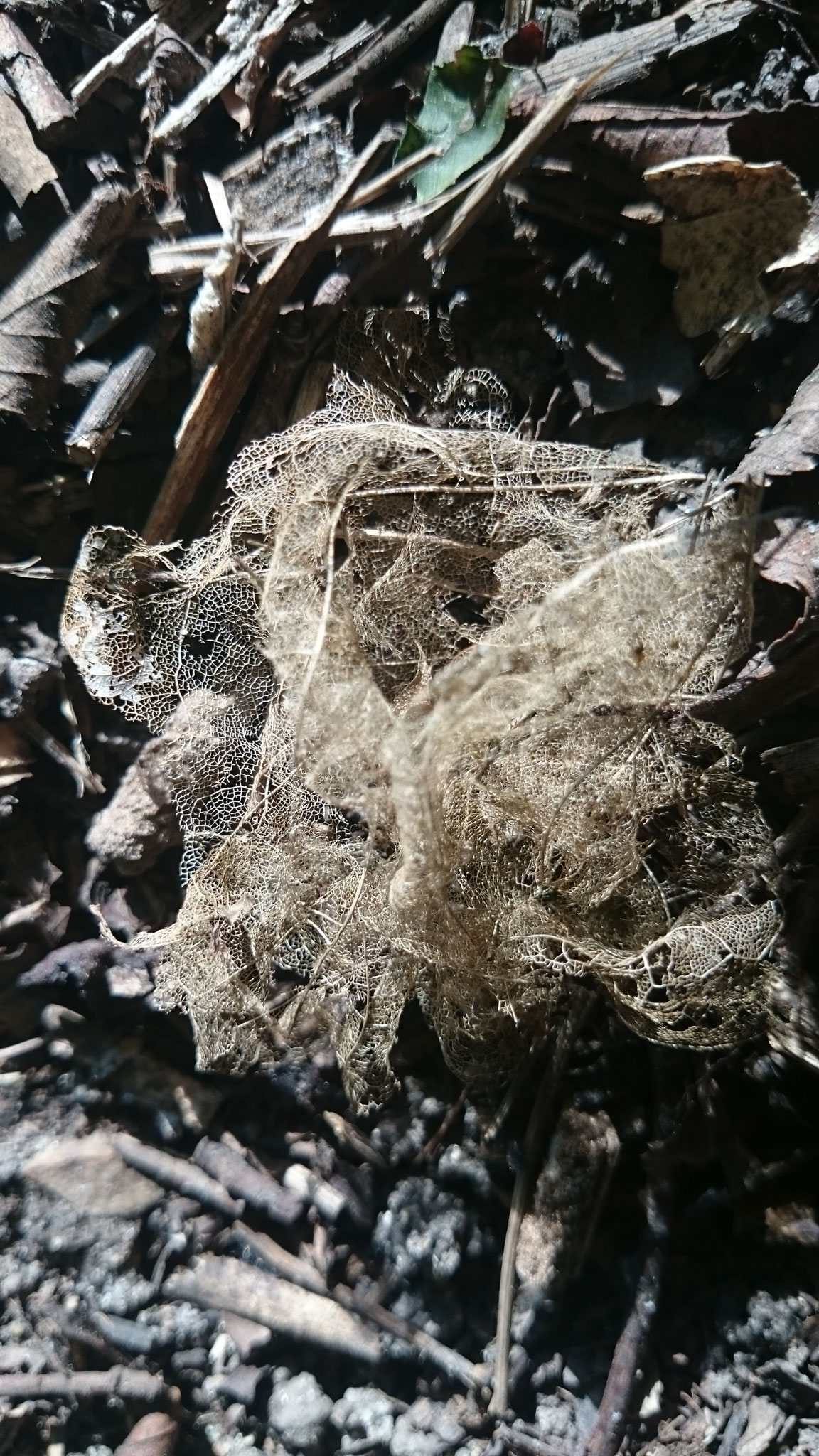 photo numérique 10x15 