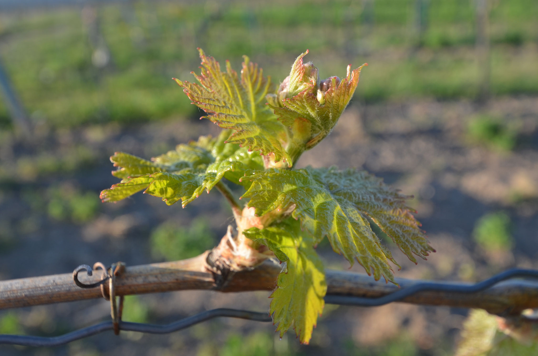 Unser Wein - zu jeder Jahreszeit ein Erlebnis