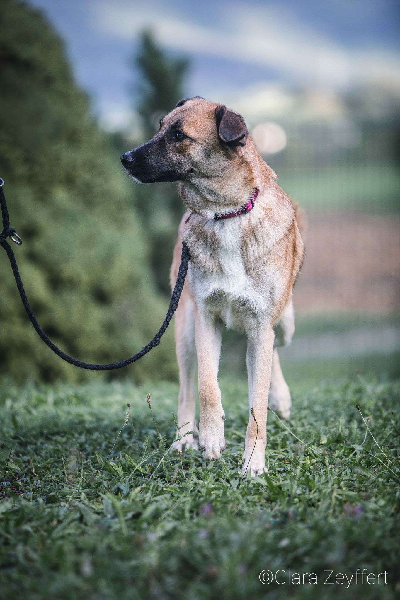 Tierheim BMT Pfullingen 2018 Clara Zeyffert Fotografie