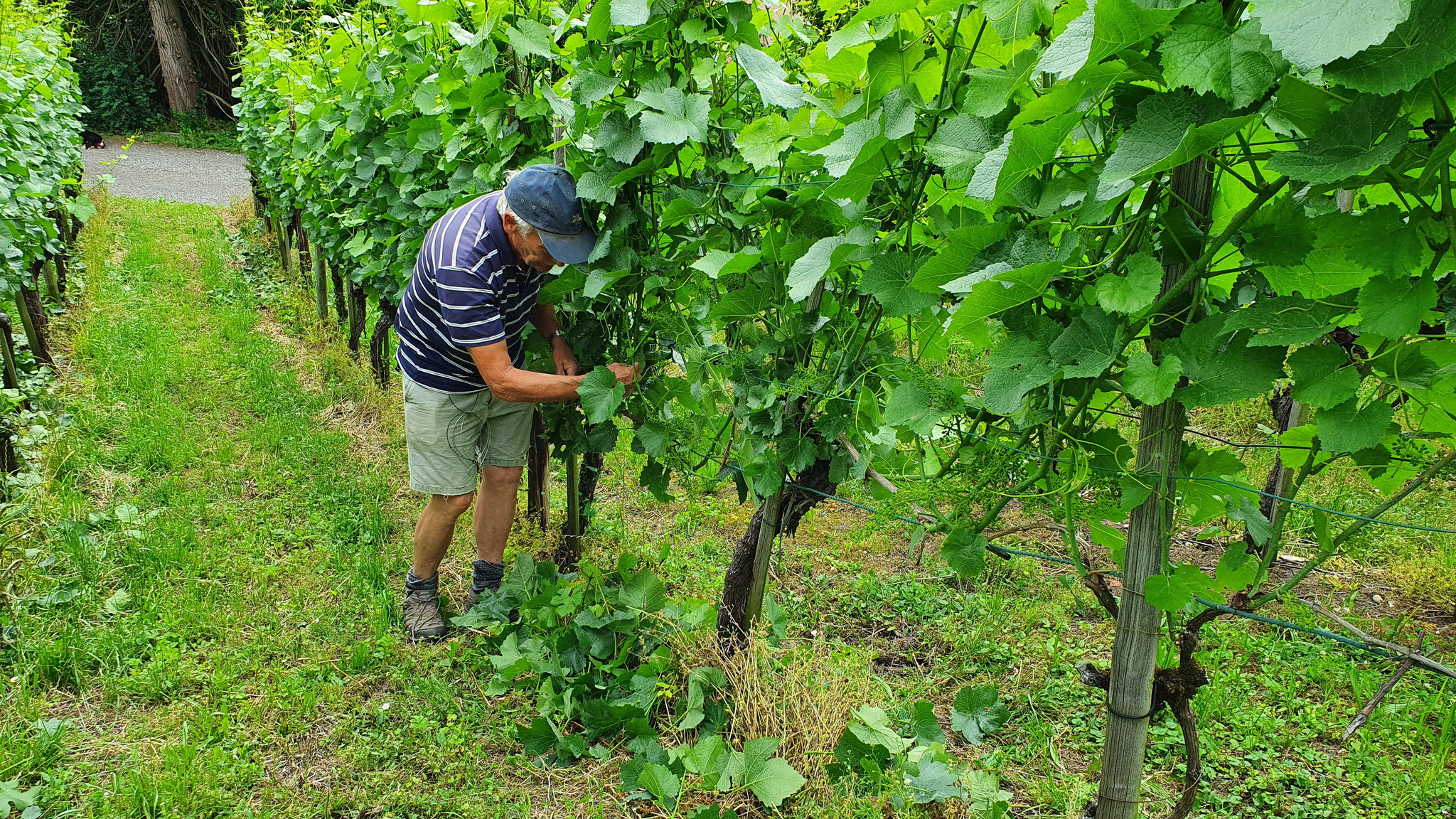 Viel Arbeit beim Auslauben