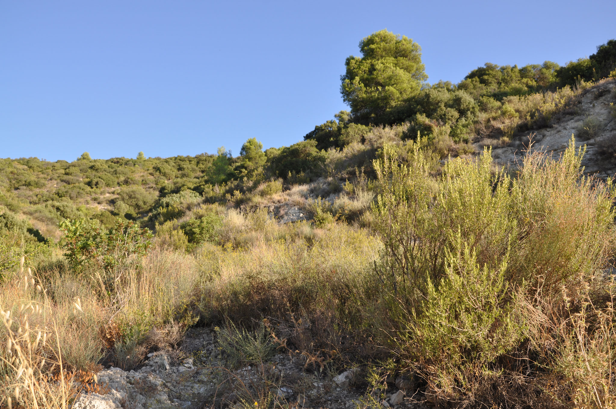 La garrigue escarpée de la propriété par un beau matin d'été.