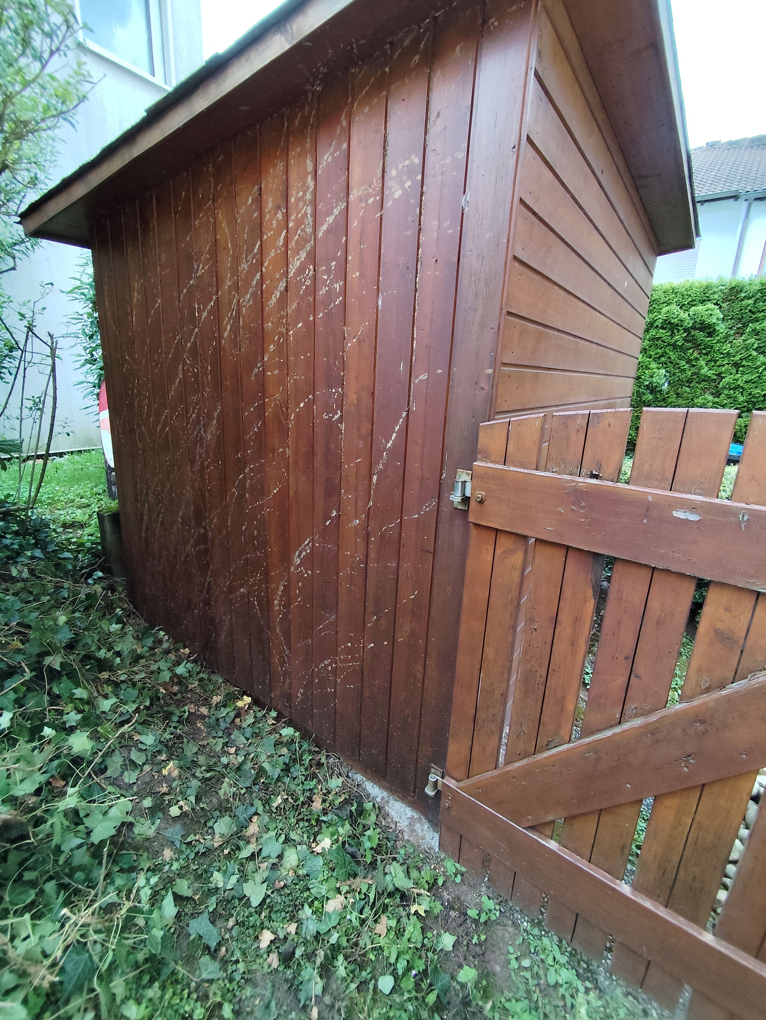 Holz bereits von Efeu entfernt.