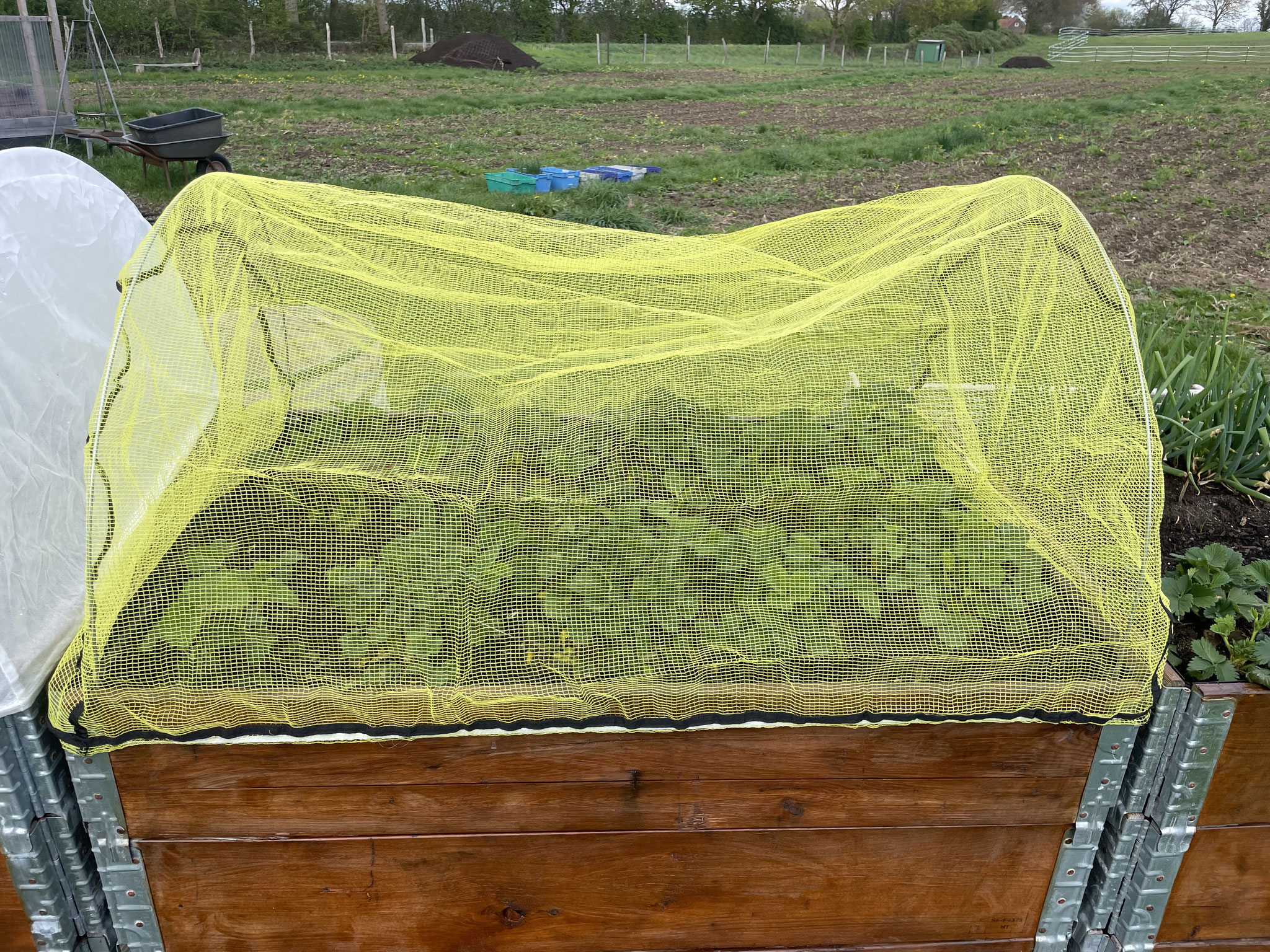 Vogelschutznetz schützt das Hochbeet vor neugierigen Vögeln
