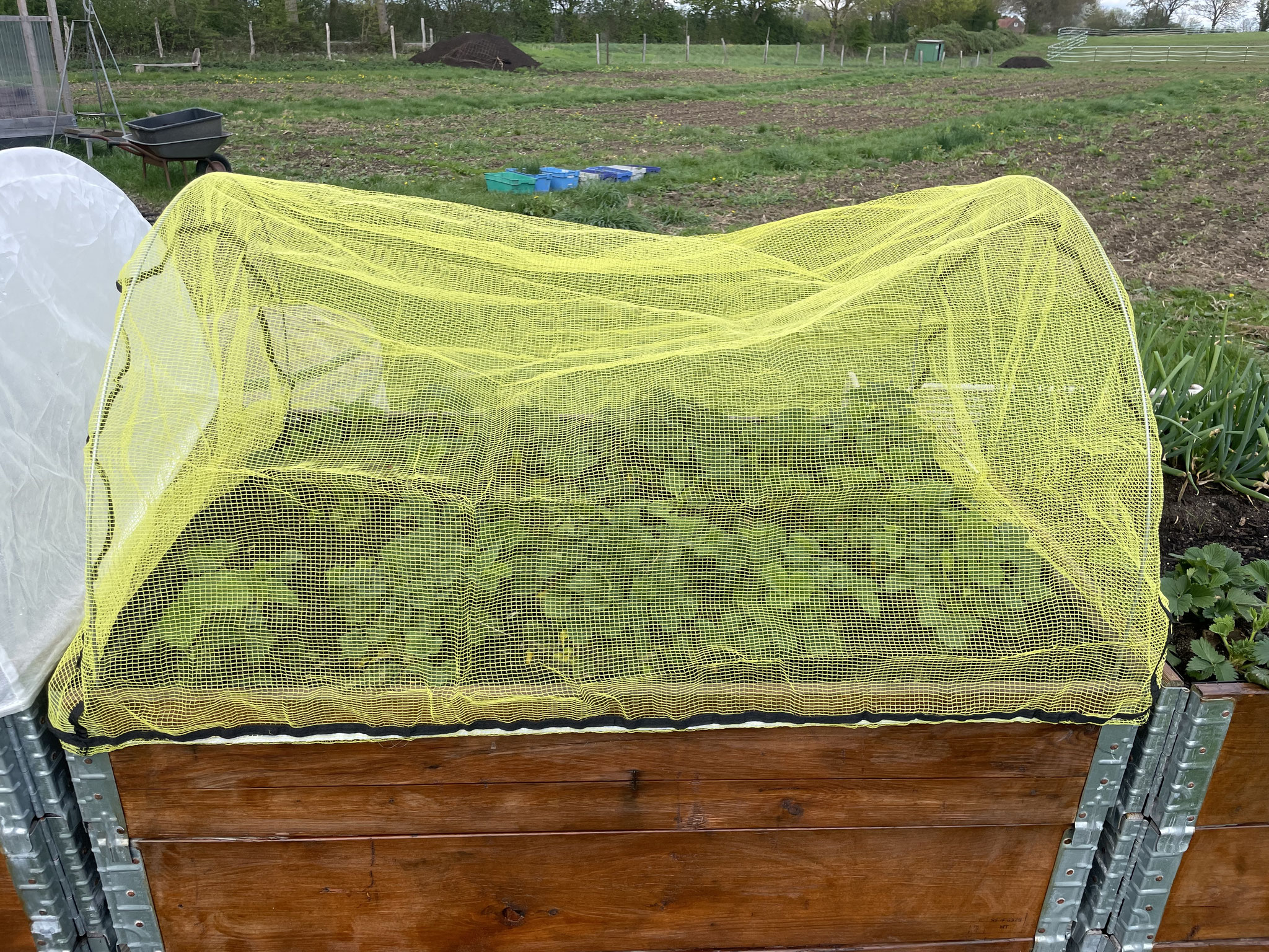 Vogelschutznetz schützt das Hochbeet vor neugierigen Vögeln