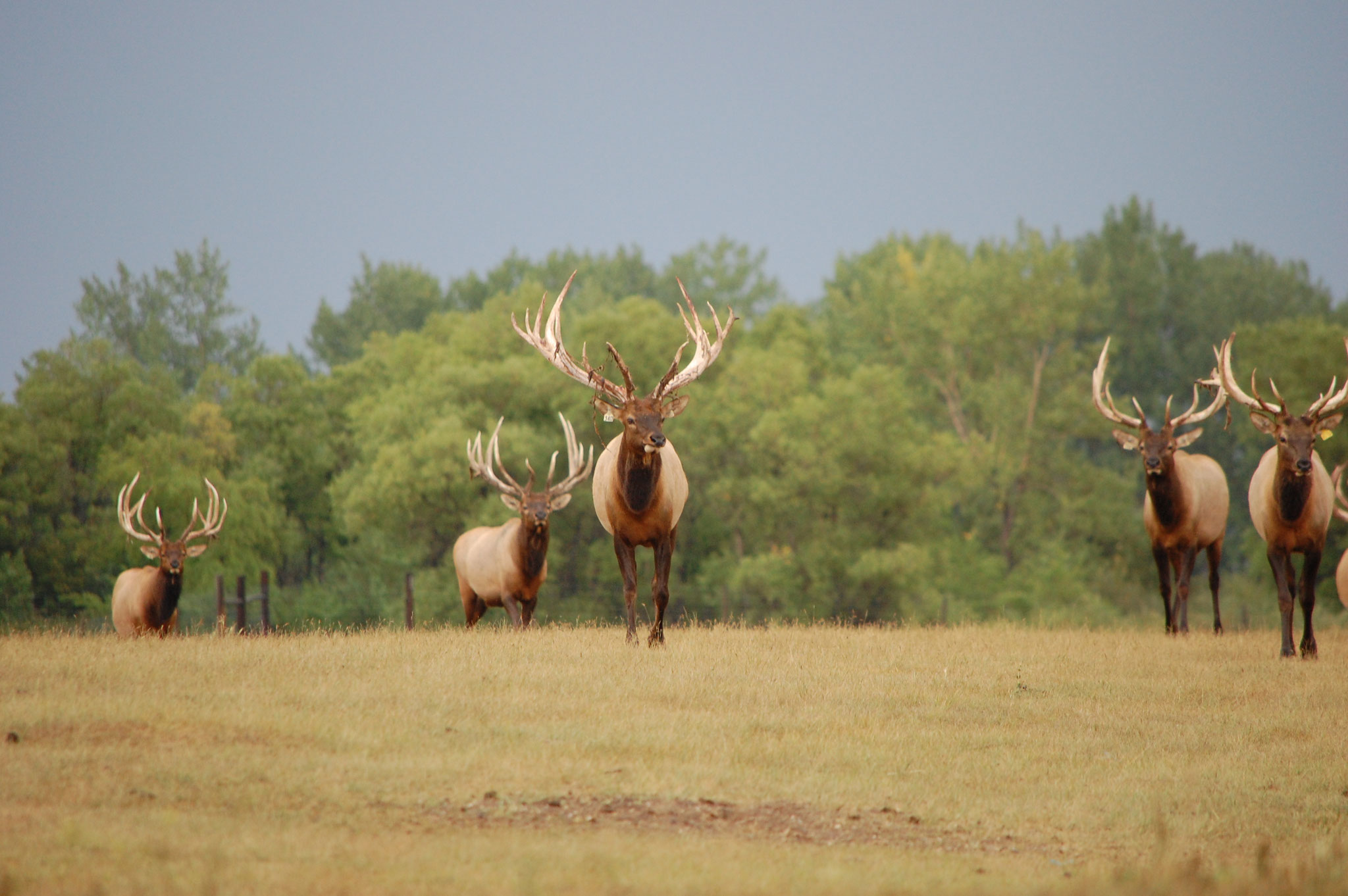 Pricing 99designs5f9495004f709