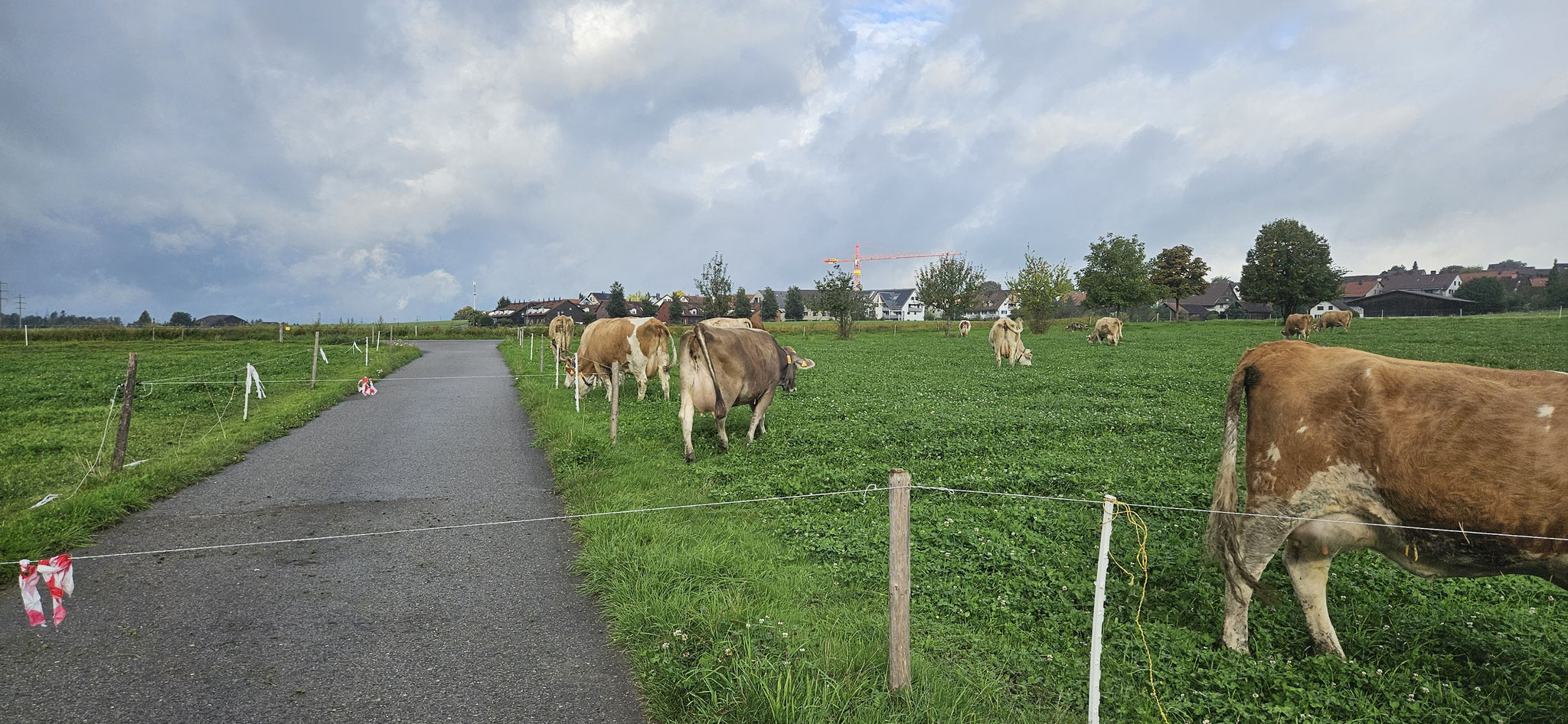Von März bis Ende Oktober sind unsere Kühe auf der Weide.