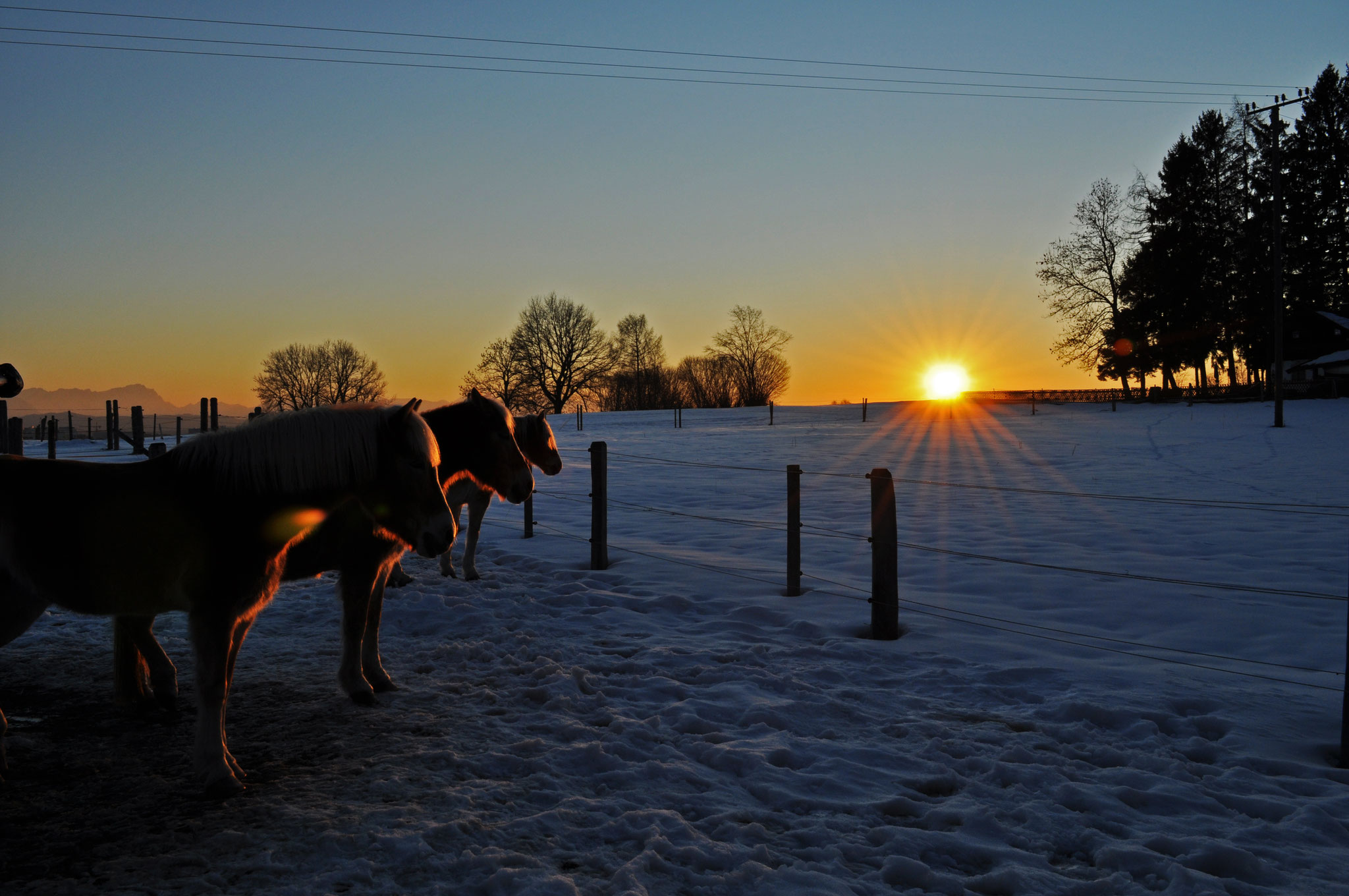 Unsere drei Haflinger in der Abendsonne