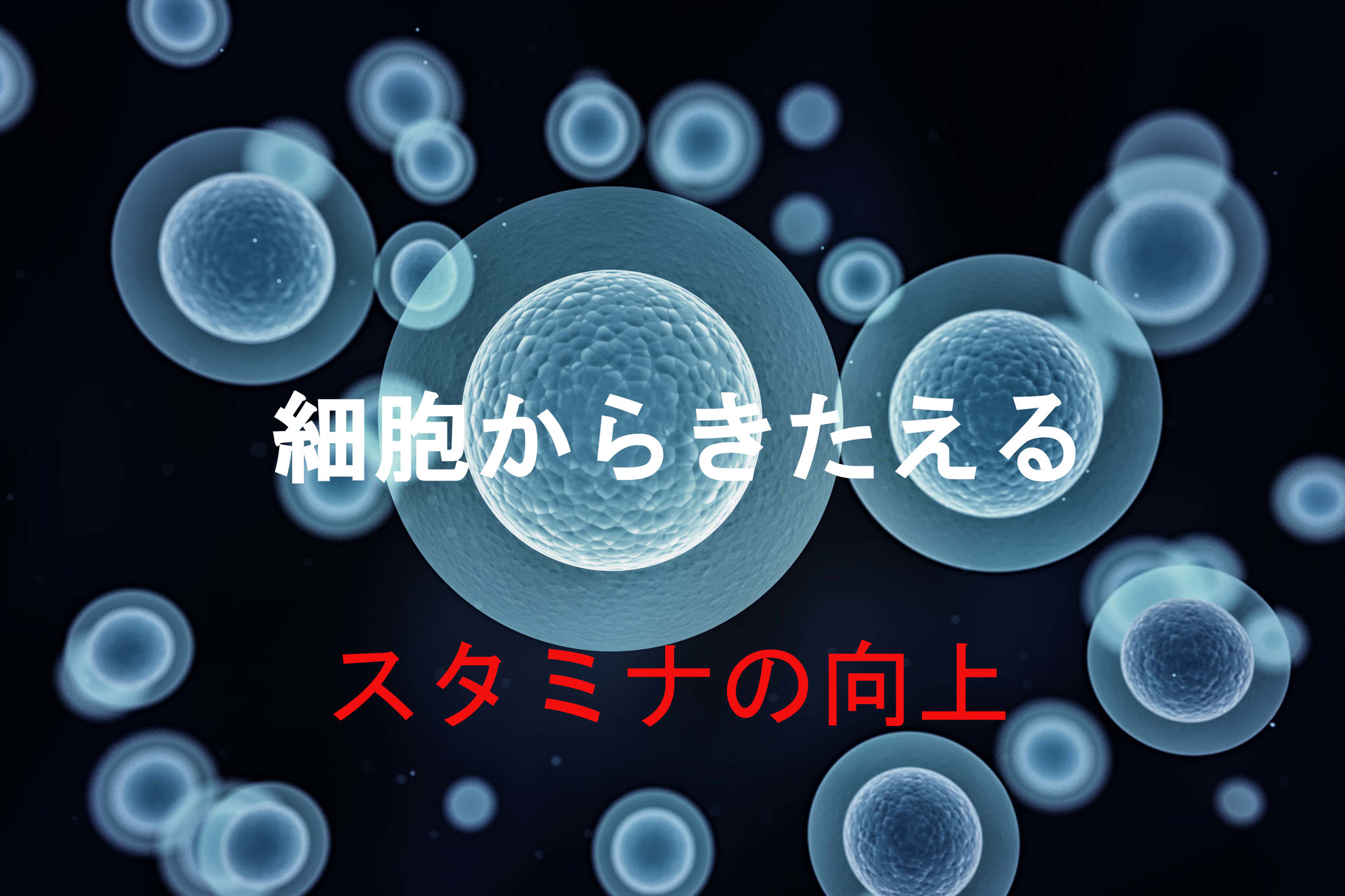 キャンペーン ハイアルチ茅ヶ崎スタジオーhighalti Chigasaki