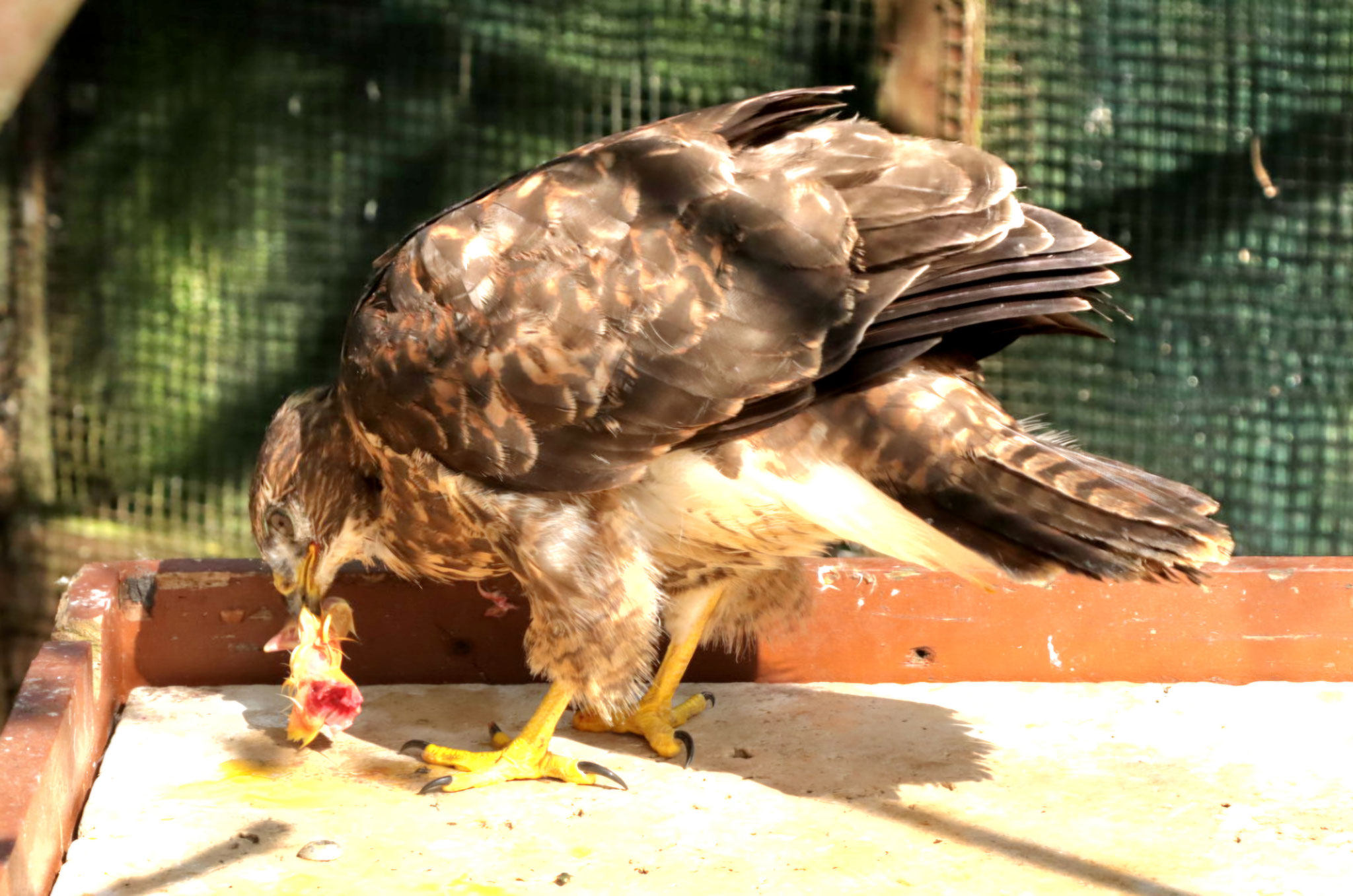 Mäusebussard