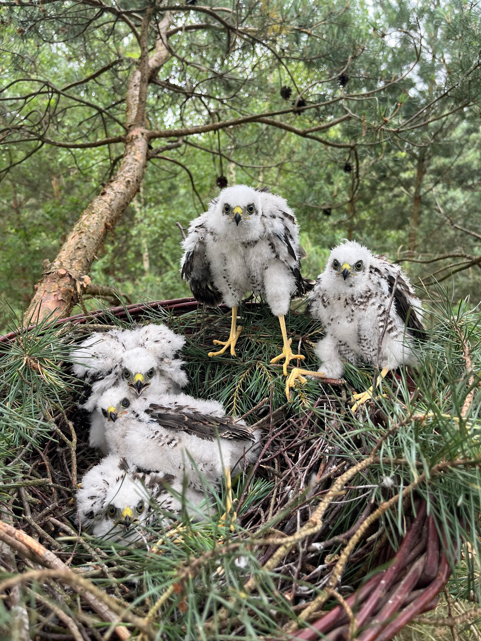 Rückgeführte Jungvögel