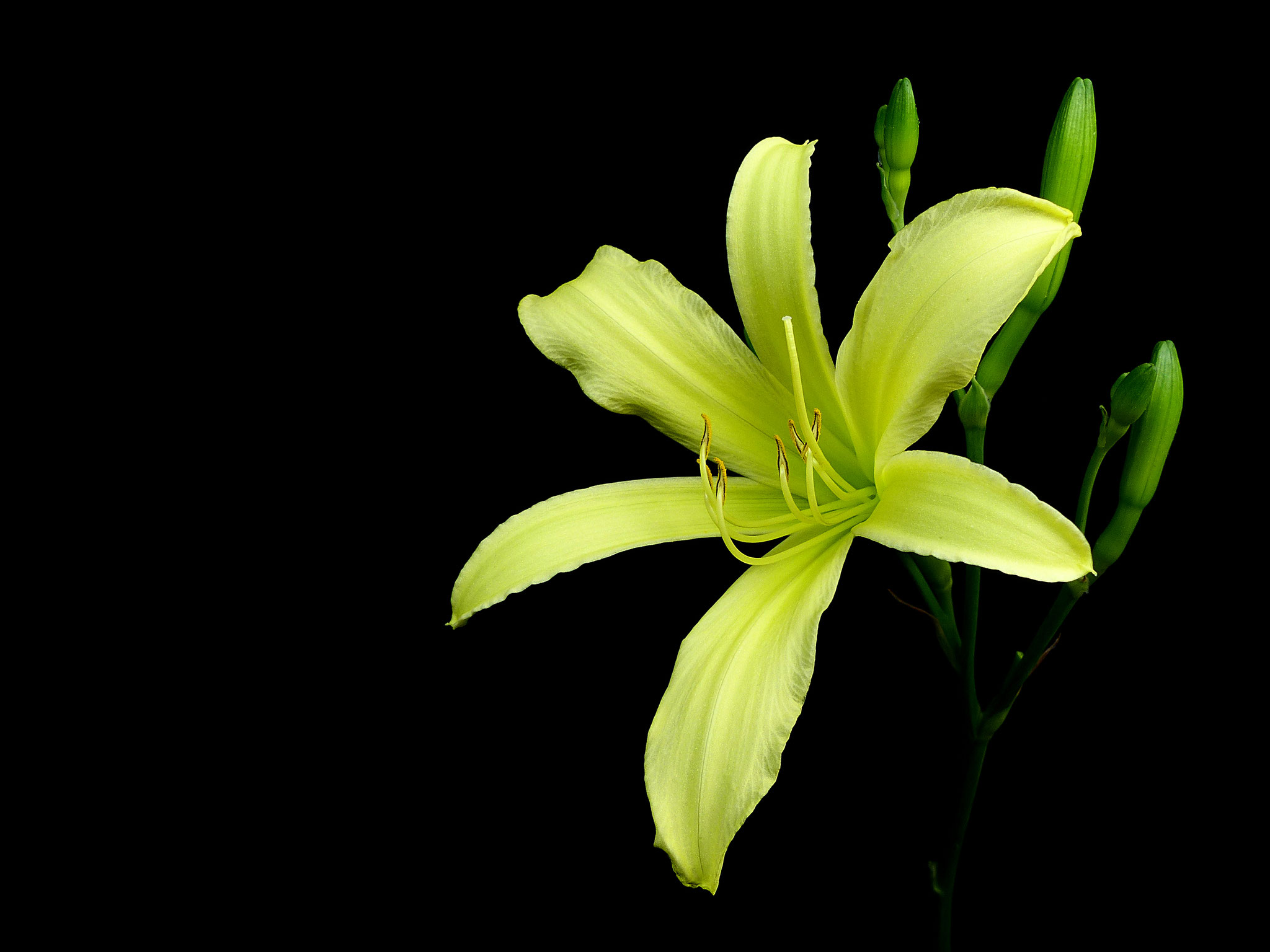 Hemerocallis citrina `Baroni`- Syn. Hemerocallis altissima