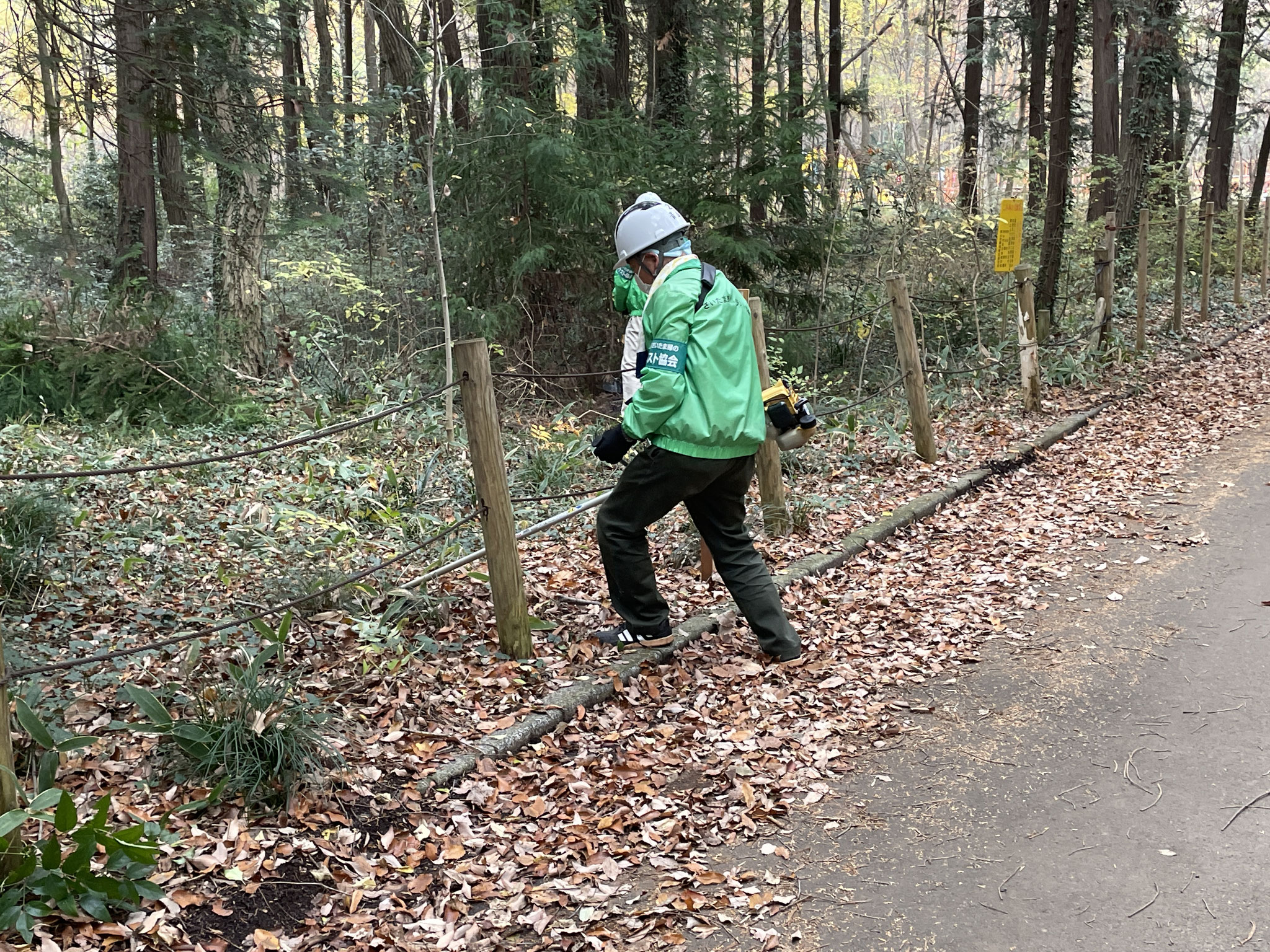 ⑤北の森道路わきの林床を下草刈り