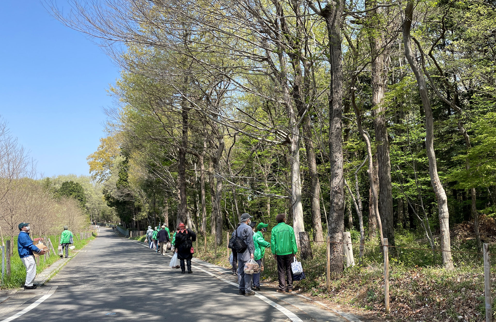 ㉓道路わきの枯れた大木、危険な大木、処理して安全