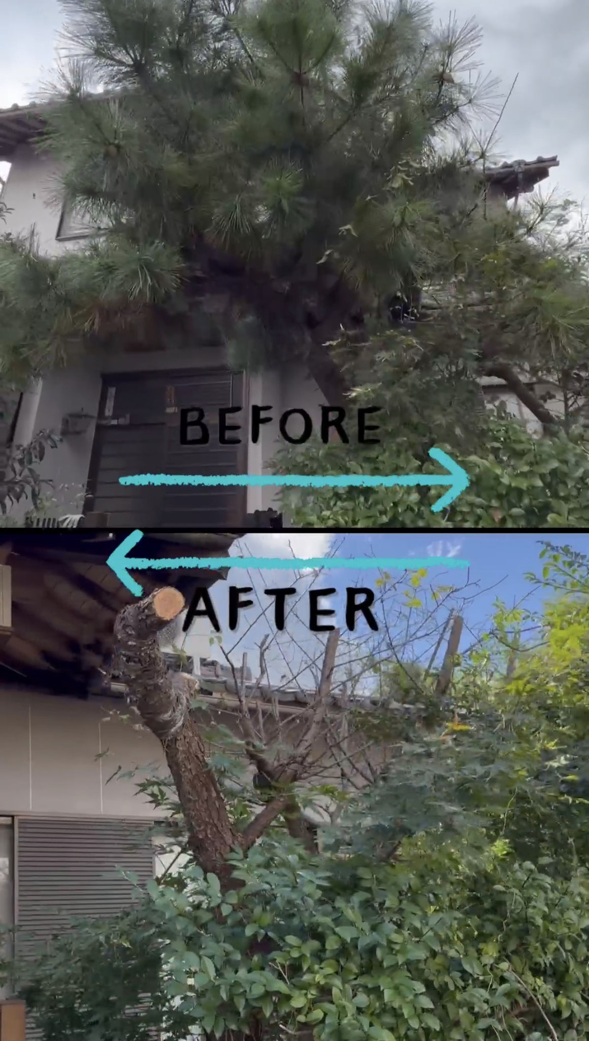 松の木 枝落とし作業 Before・After