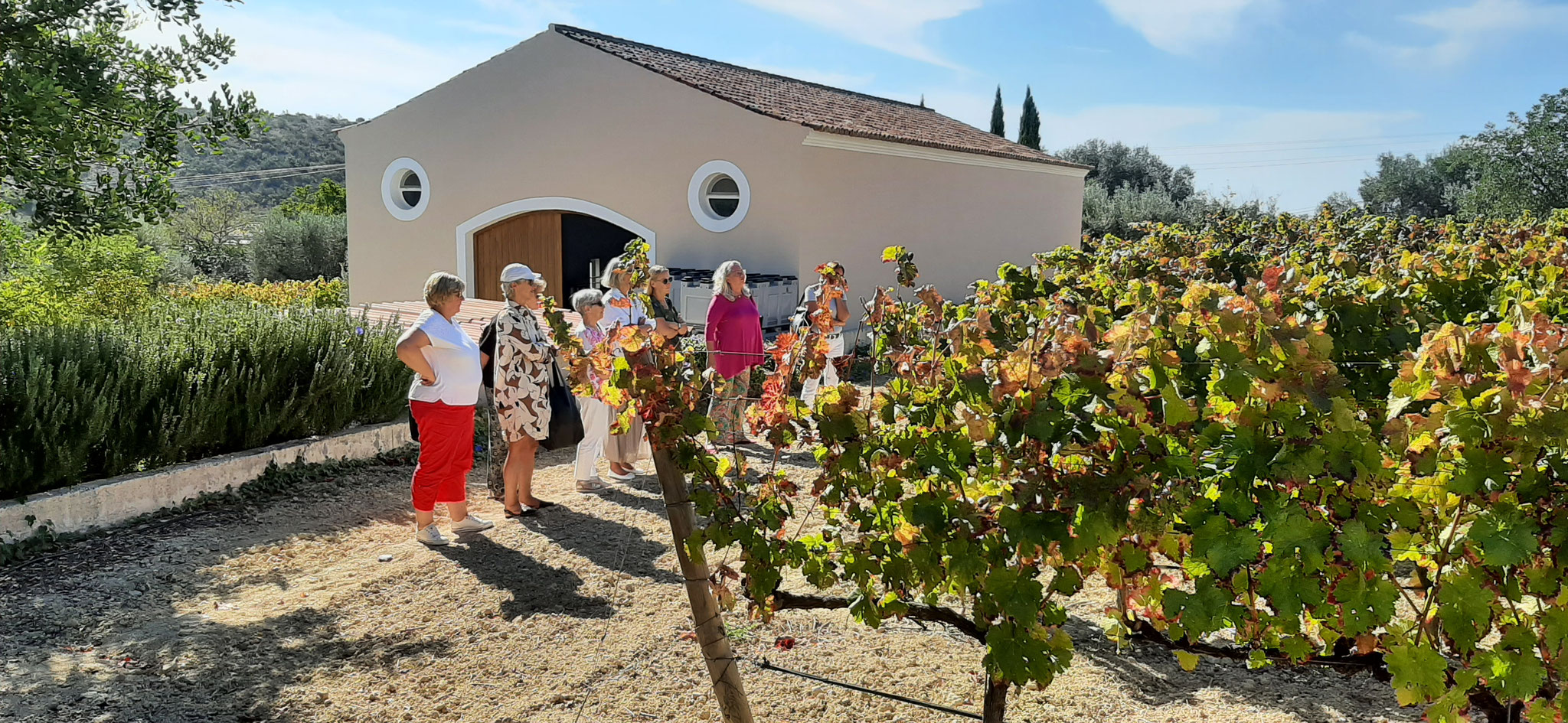 Weinführung Helwigus Wineyard