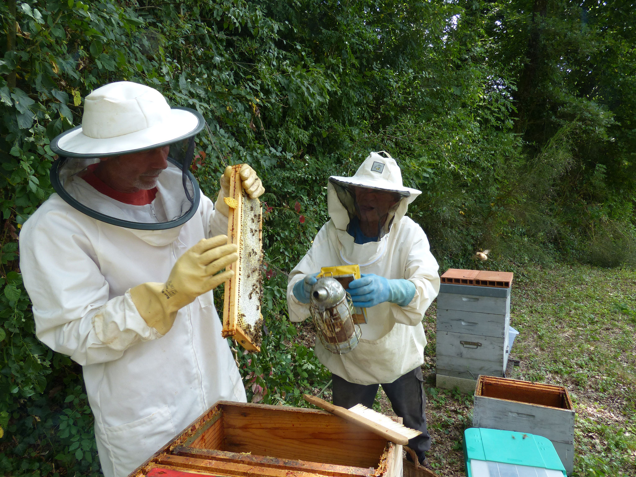La récolte du miel