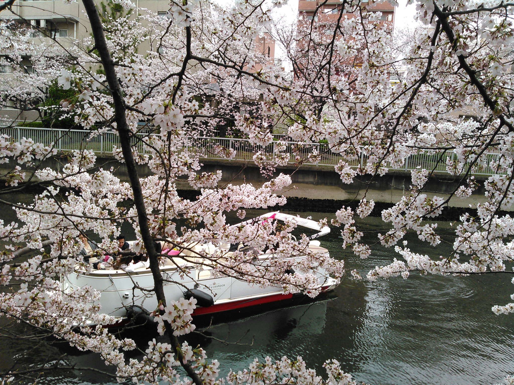 春は桜の名所クルーズ！