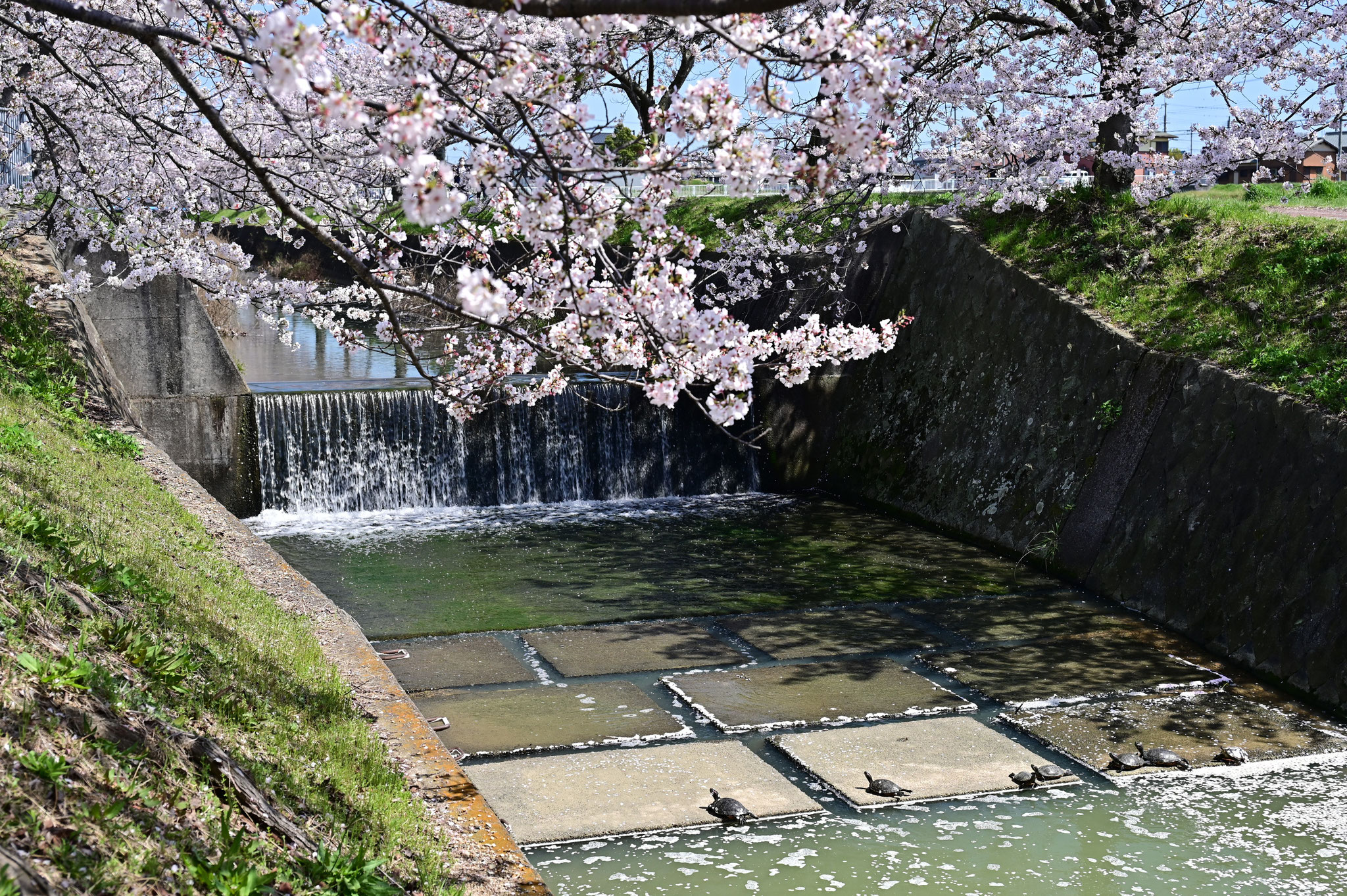 2024.04.11 稲美町　　雲川　河川敷