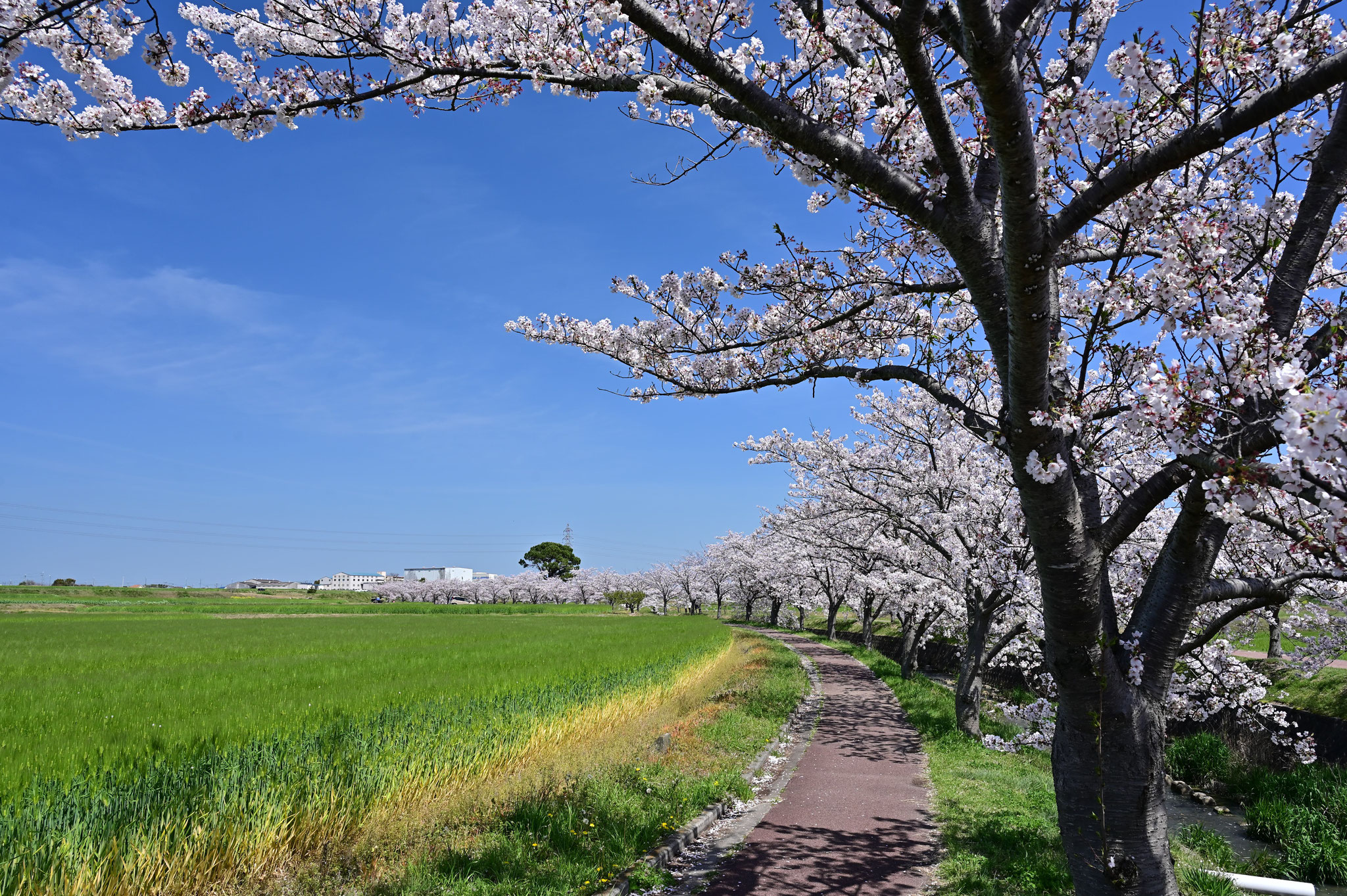 2024.04.11 稲美町　雲川　河川敷