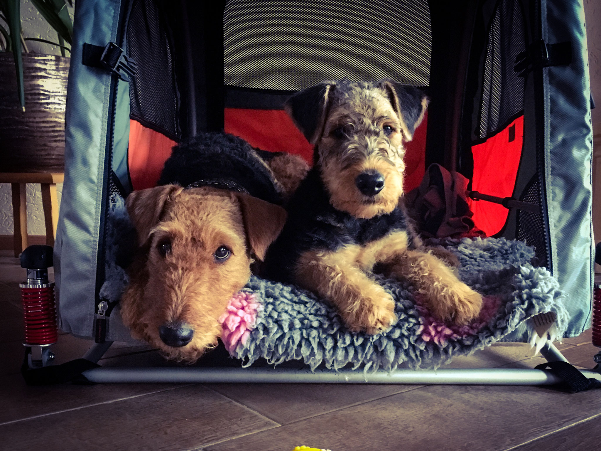 Aus Dem Siegtal Airedale Terrier Aus Dem Siegtal