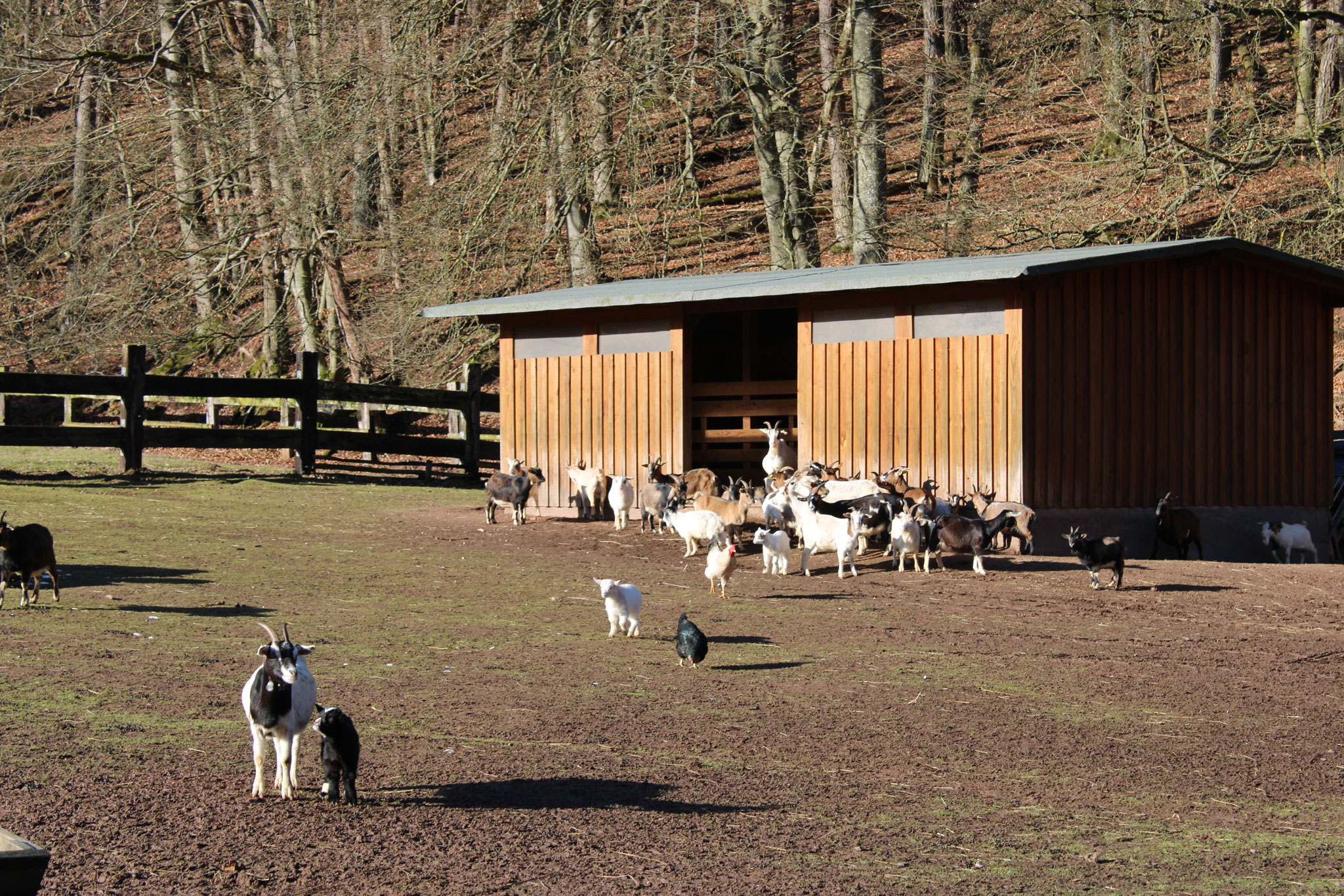 Wild- und Wanderpark Silz