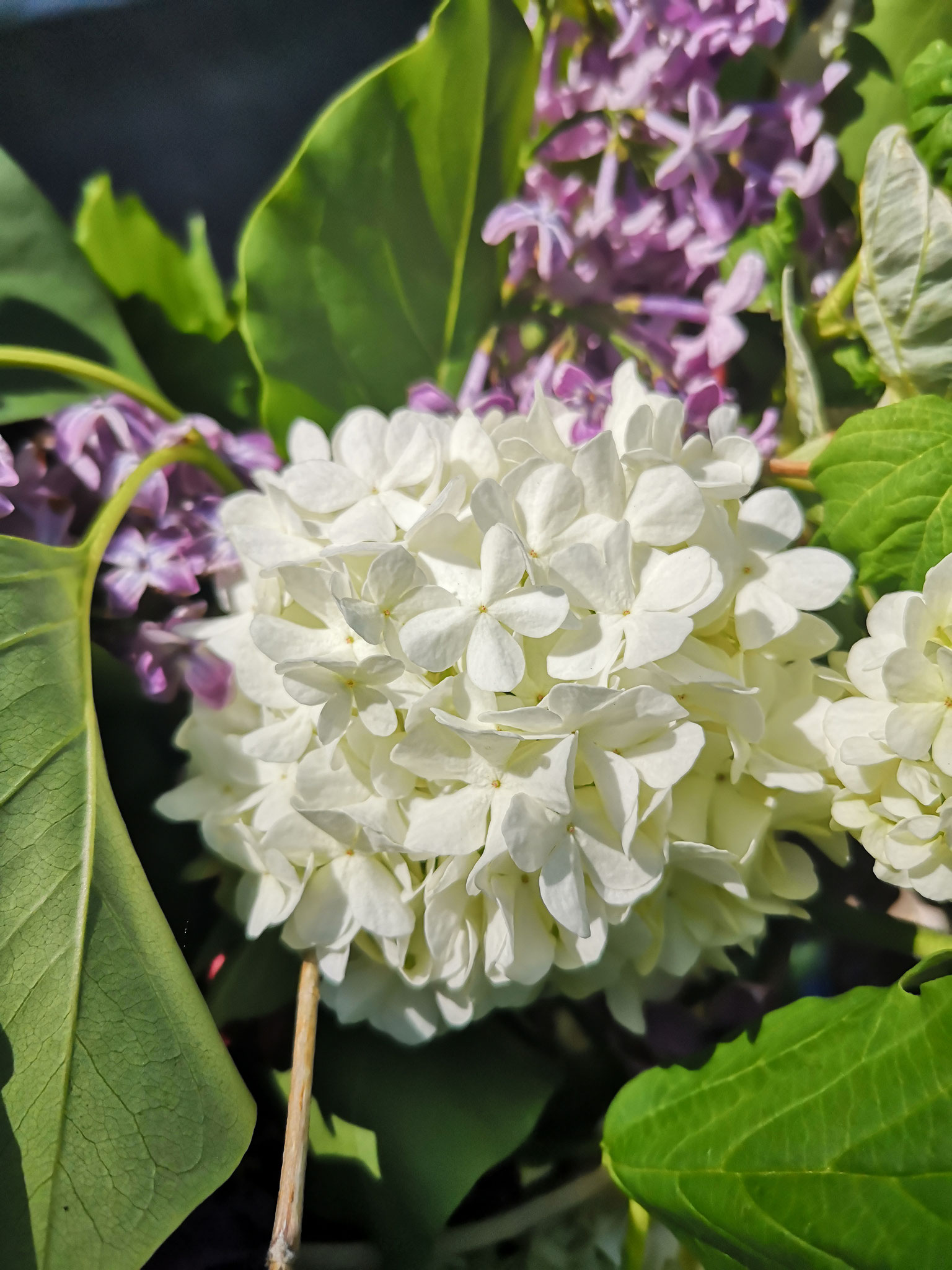 Die Hortensie steht für die Bewunderung der Schönheit der Frau, verständlich, bei den imposanten Blüten.Nicht nur im Garten, sondern auch als Schmuckstück ziehen die Hortensien ihren Blick auf sich. 