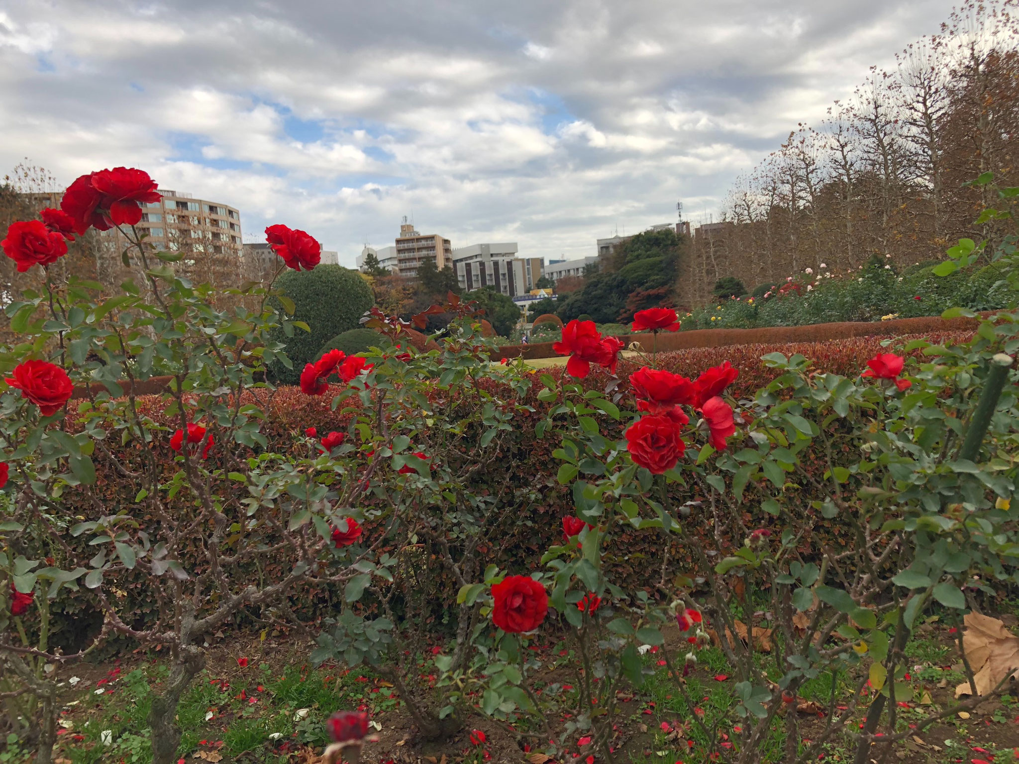 they had a rose garden and we passed every single one, reading every single name of the rose (some were German!)