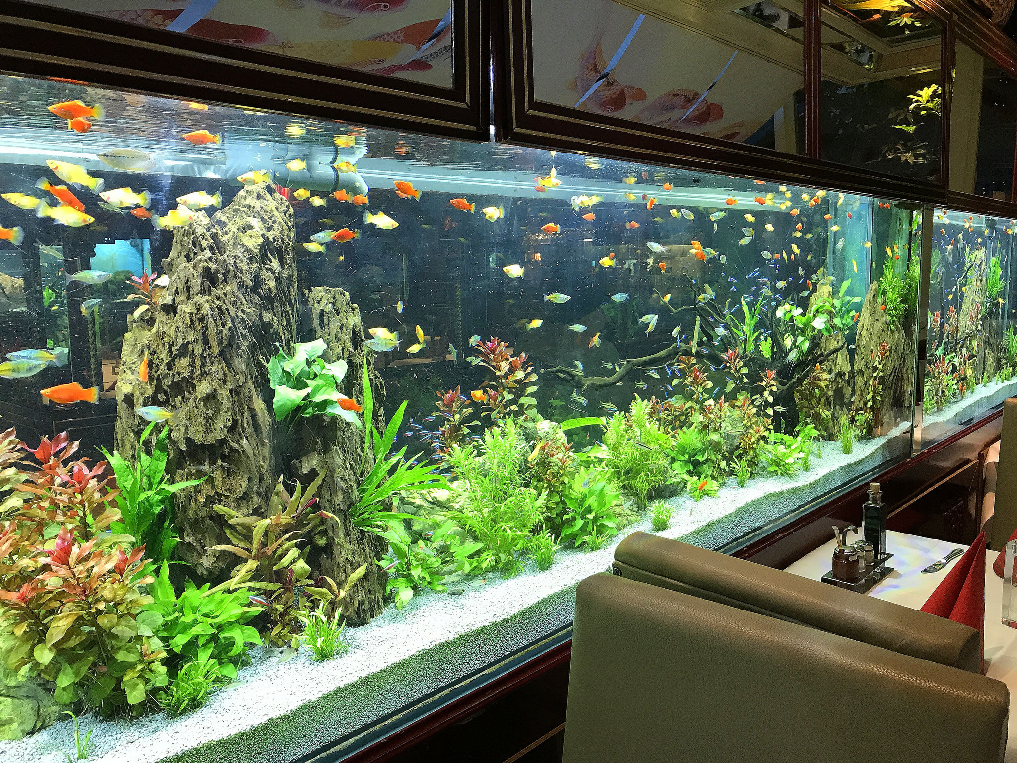 Aquarium Service AquaServiceHopf