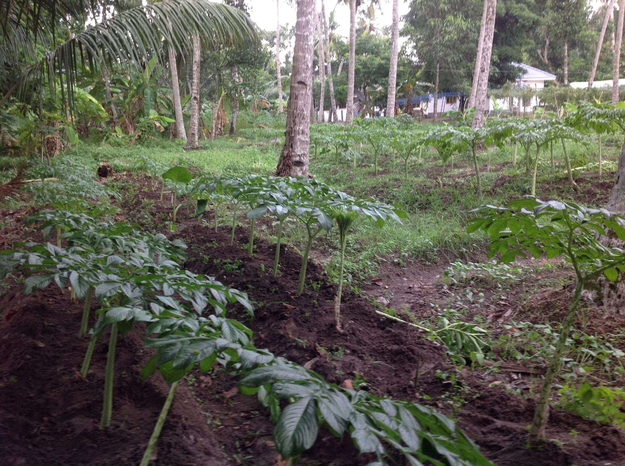MINISETTS Planting technique for Elephant Foot Yam Home