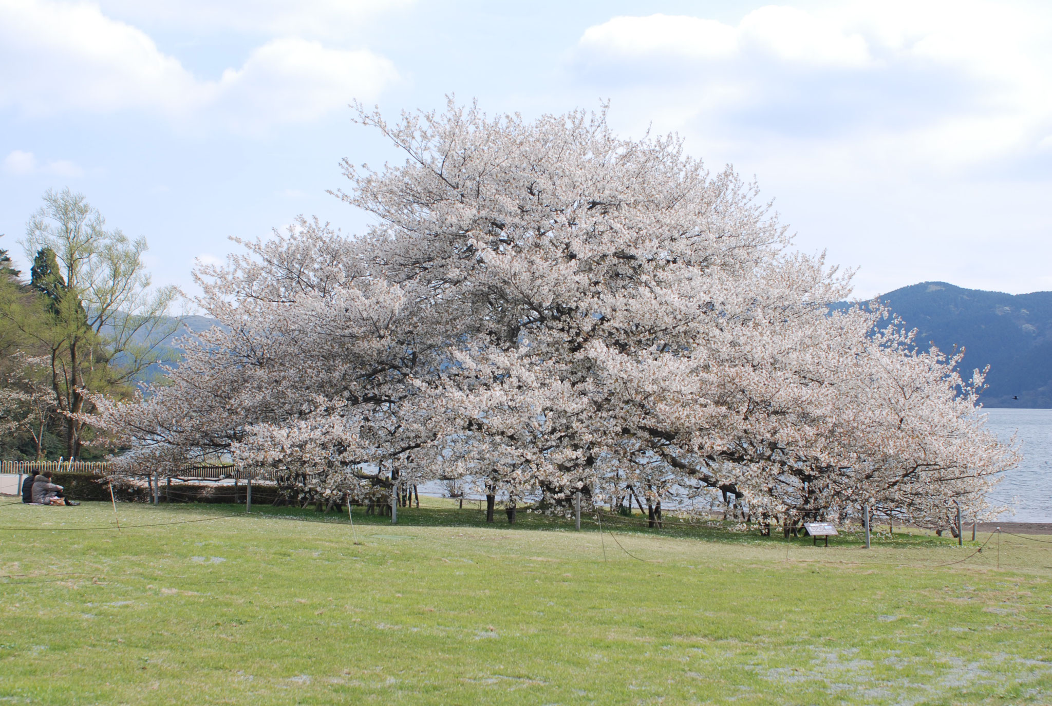 芦ノ湖 元箱根の桜（2013年4月23日）