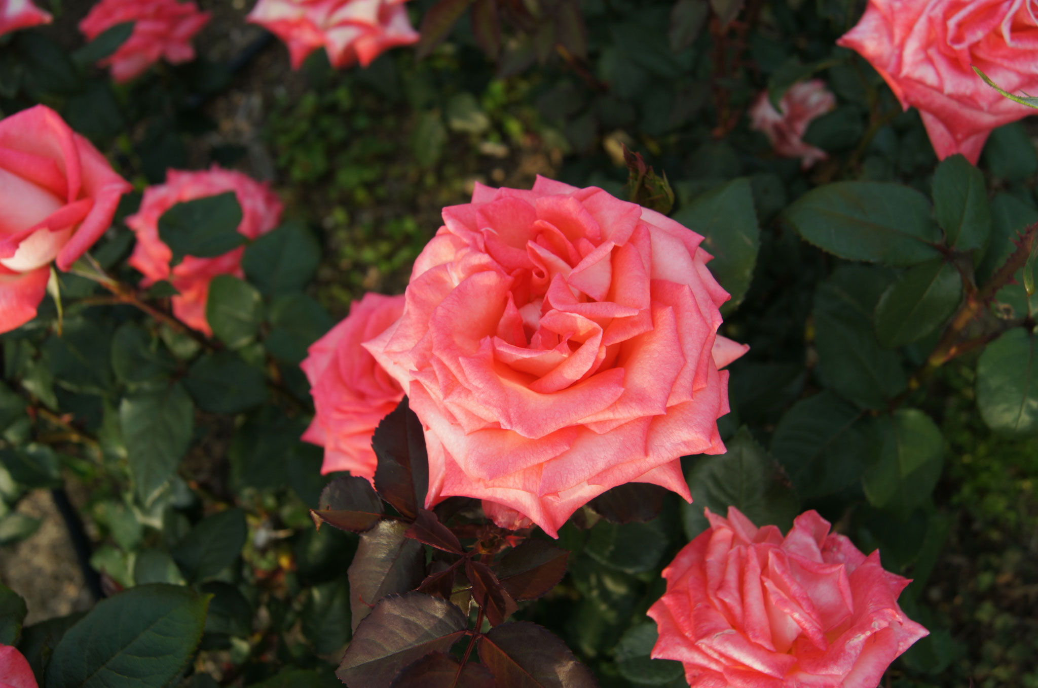 Enkei 島田市ばらの丘公園公式hp